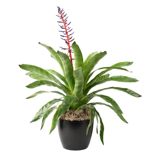 Aechmea Del Mar