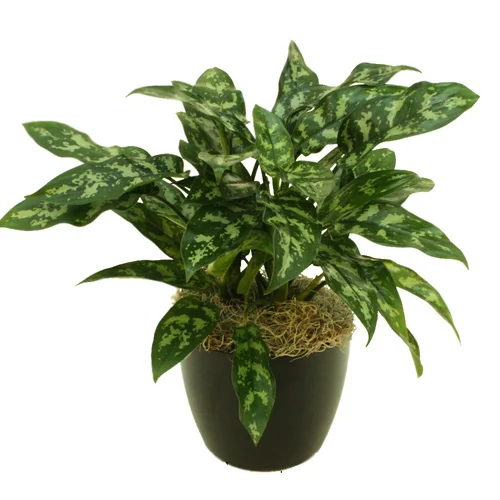 Aglaonema Maria