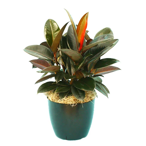 Ficus Decora