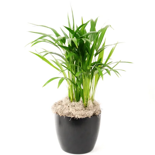 Palm Areca