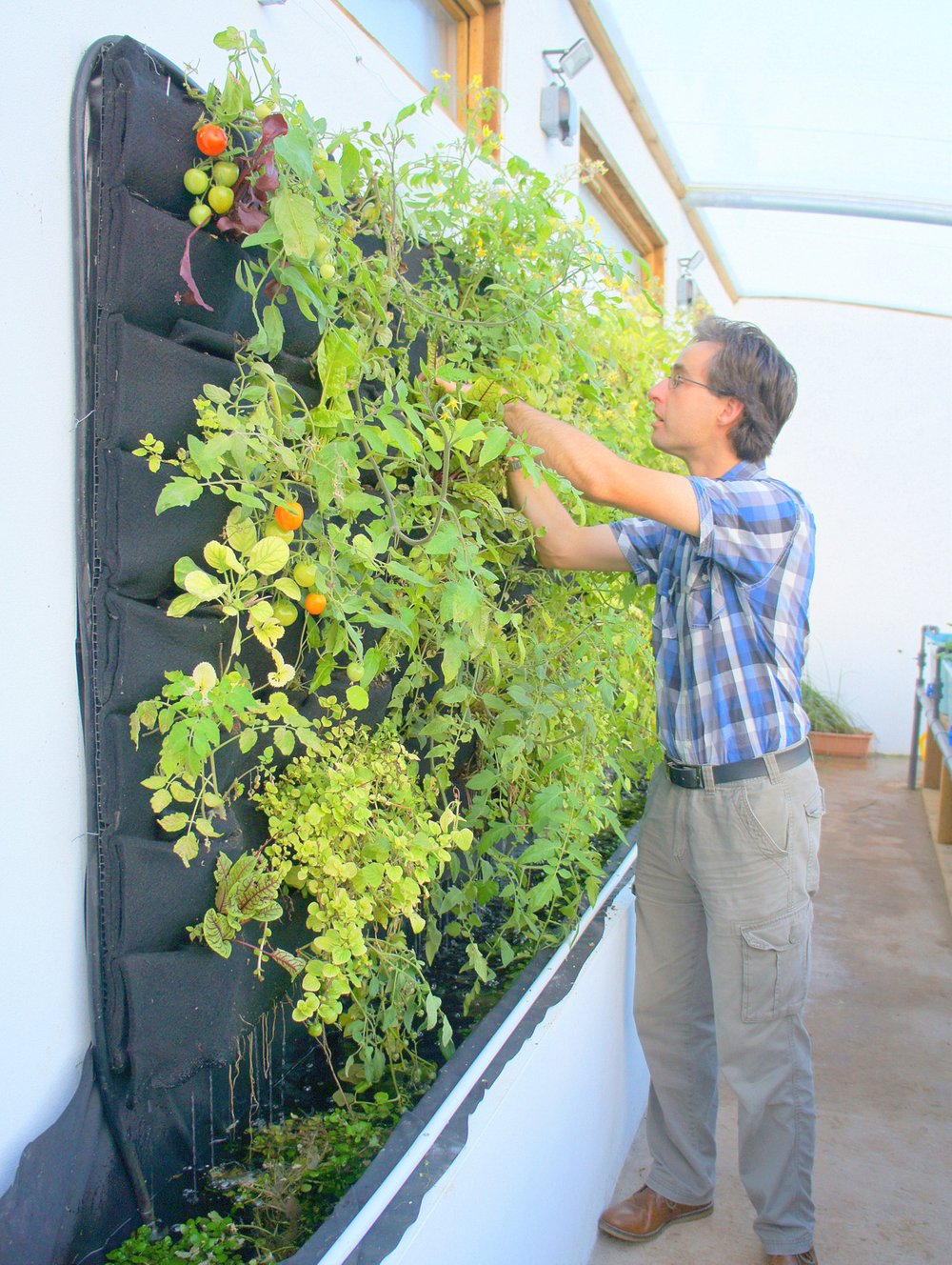 Aquaponic Vertical Vegetable Garden — Florafelt Living Wall Systems - Veggie Wall Benefits