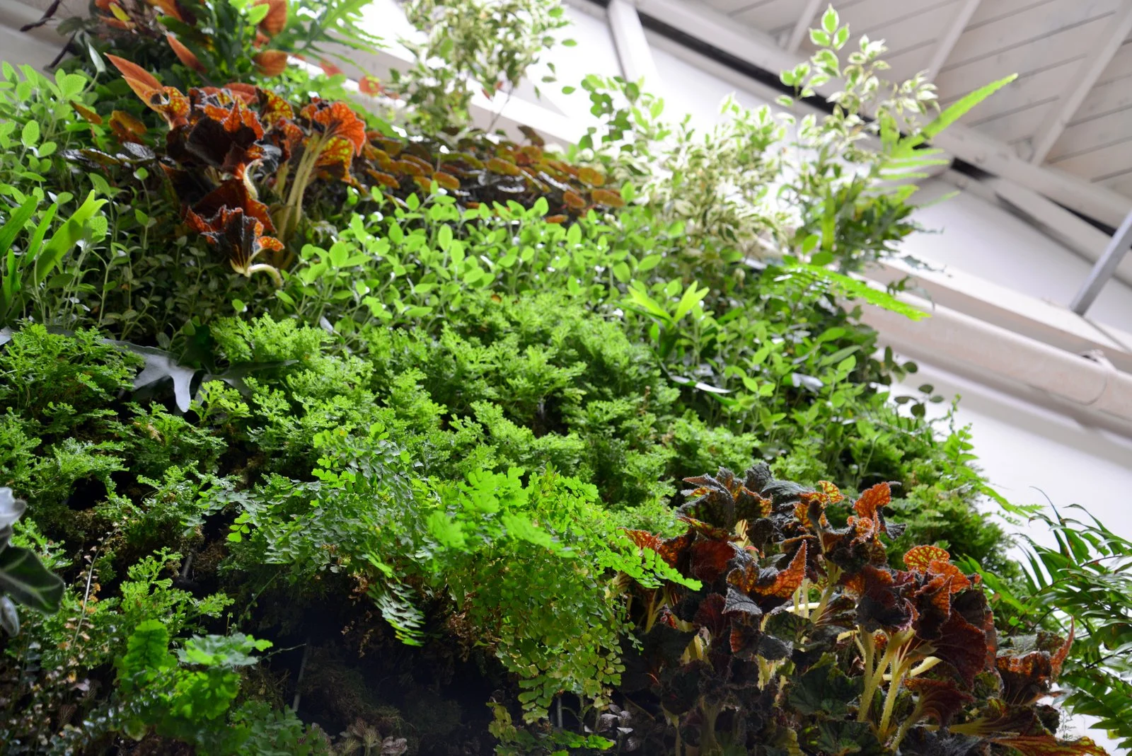 Brandon Pruett, Living Green Design Showroom, San Francisco. Florafelt Pro System.