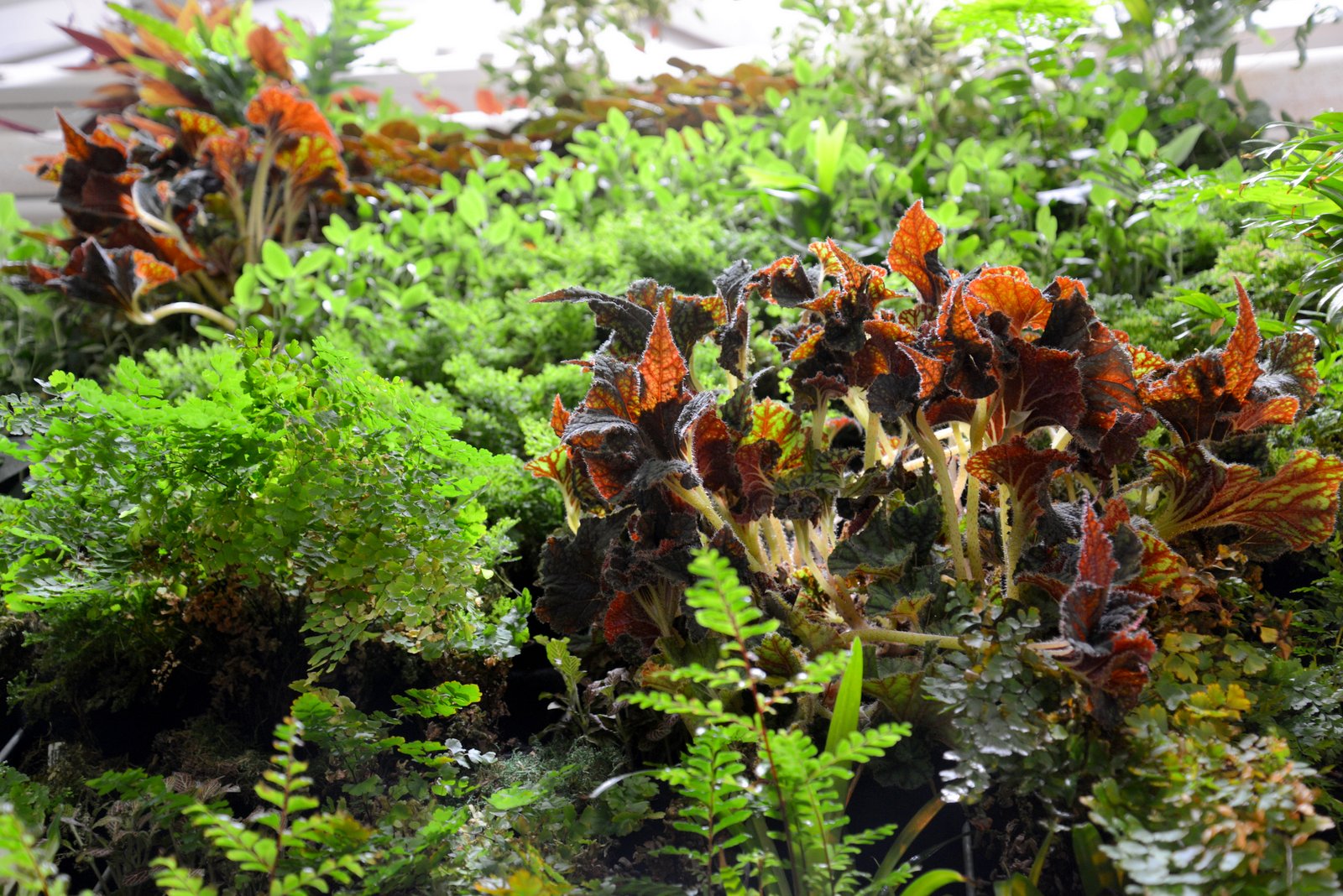 Brandon Pruett, Living Green Design Showroom, San Francisco. Florafelt Pro System.