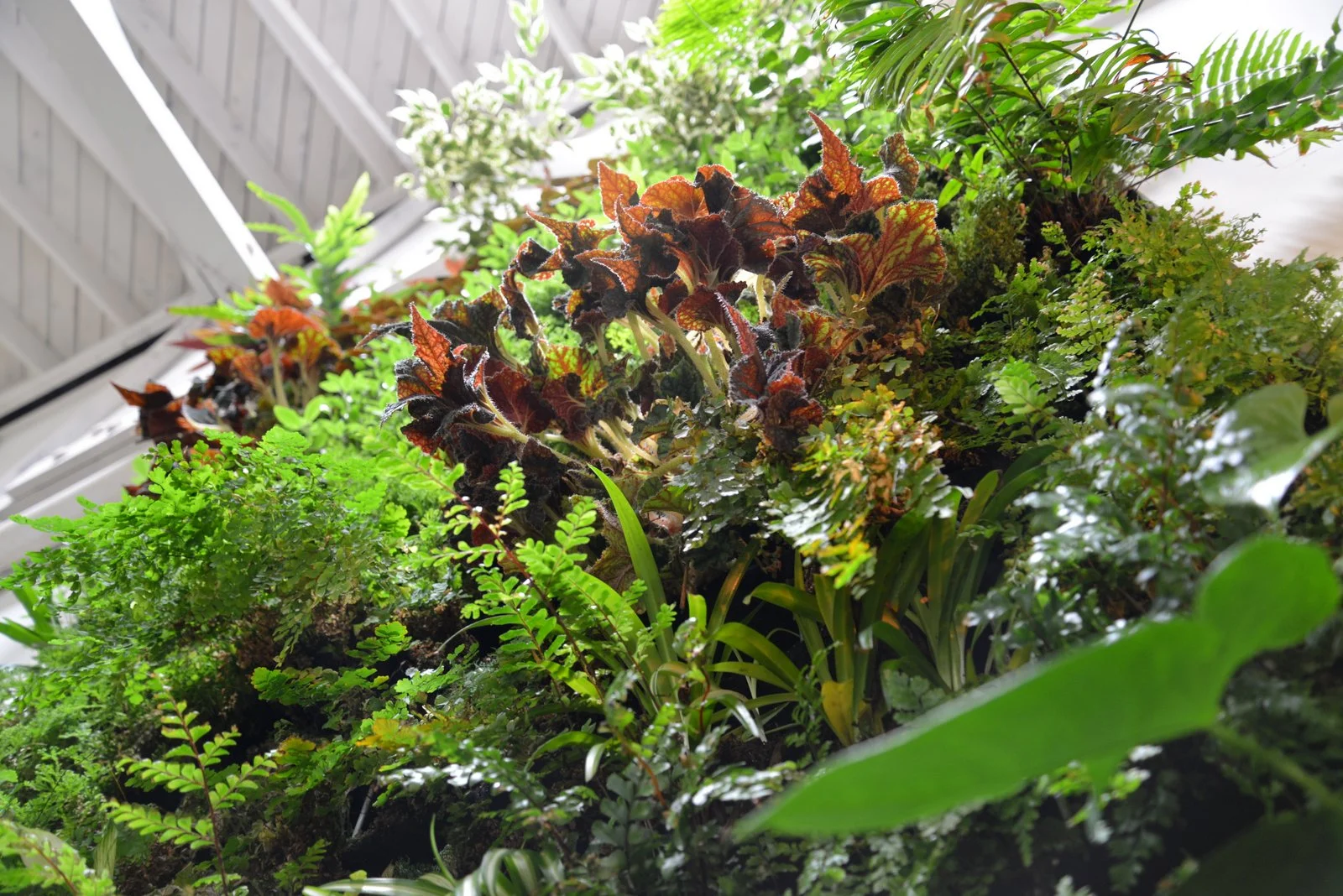 Brandon Pruett, Living Green Design Showroom, San Francisco. Florafelt Pro System.