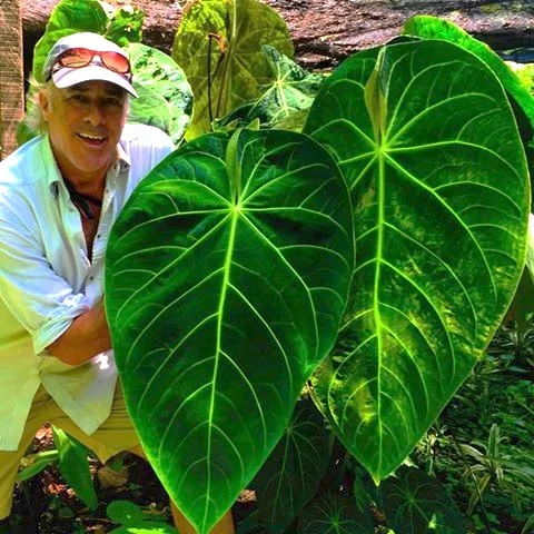 Jeff-Allis-Tru-Vine-Design-Philodendron.jpg