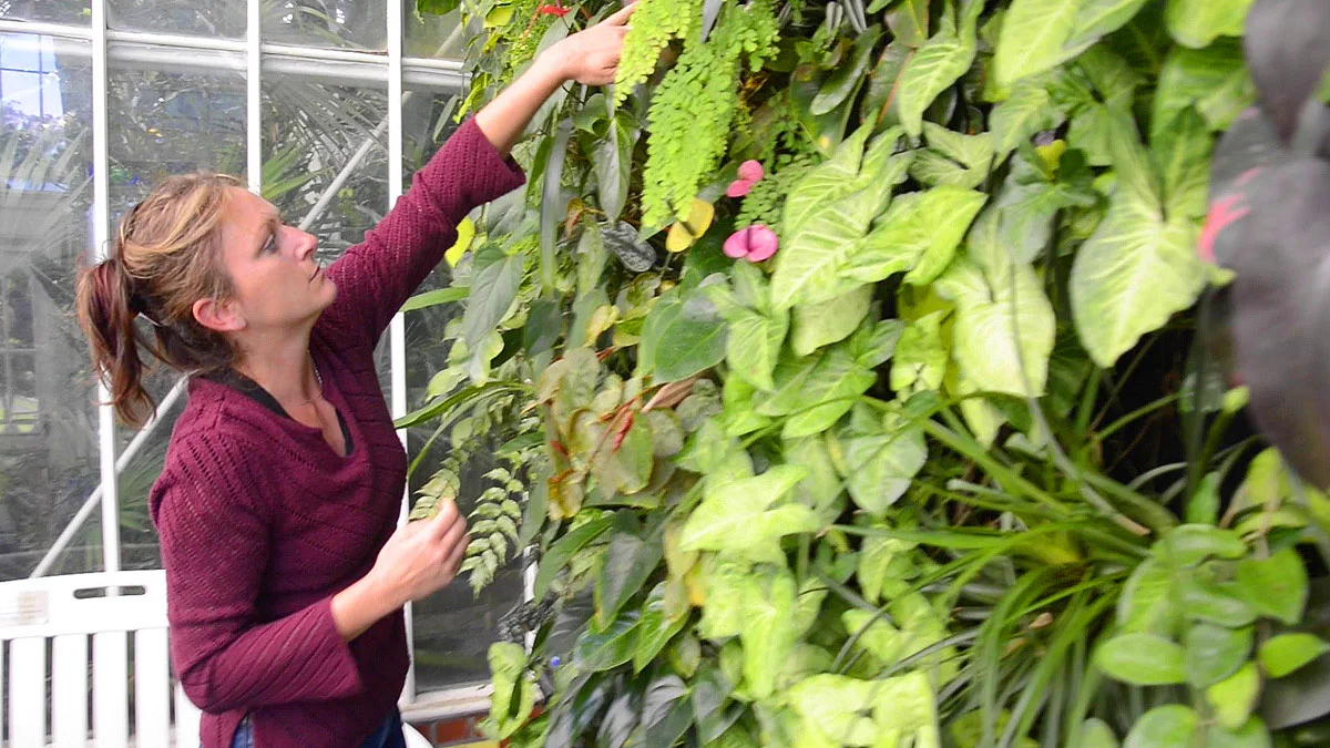 Volunteer Horticulturist, Steph Kantorski. Conservatory of Flowers. Florafelt Vertical Garden System.