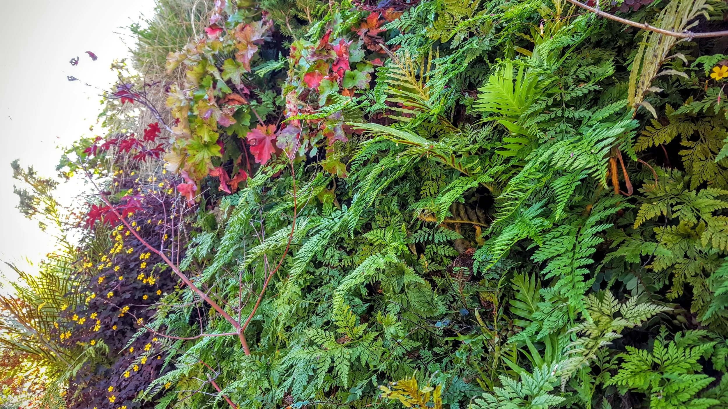 Florafelt-Pro-System-Vertical-Garden-Brandon-Pruett-Living-Walls-Living-Green-Design-20161108_092918.jpg
