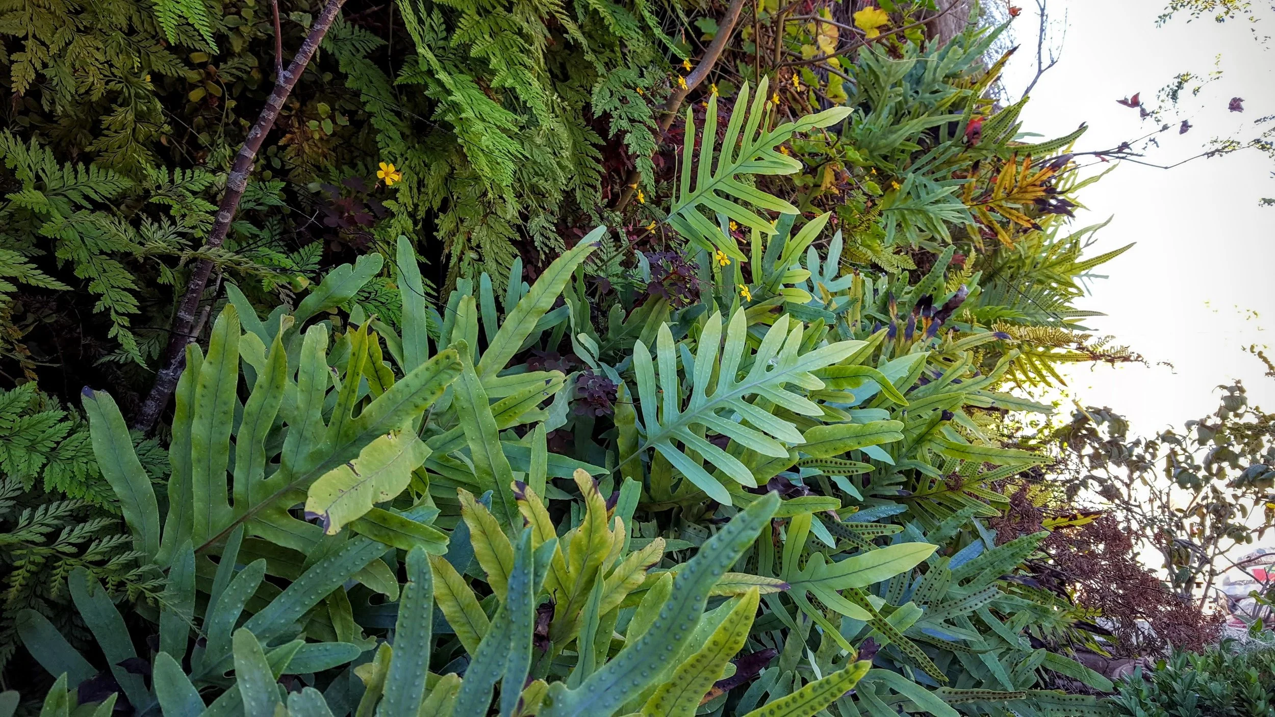 Florafelt-Pro-System-Vertical-Garden-Brandon-Pruett-Living-Walls-Living-Green-Design-20161108_092925.jpg