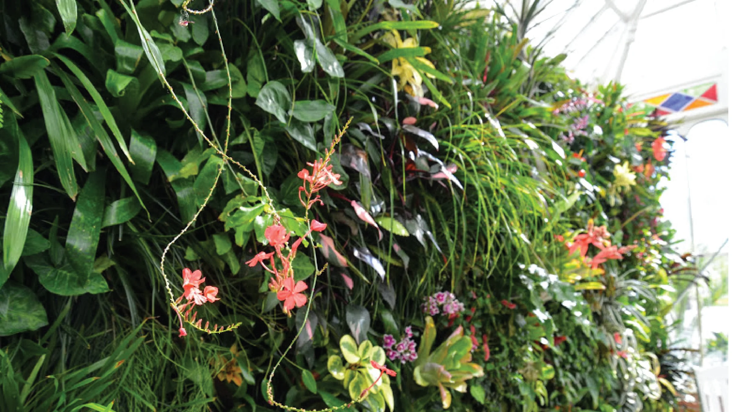 Steph Kantorski | San Francisco Conservatory of Flowers