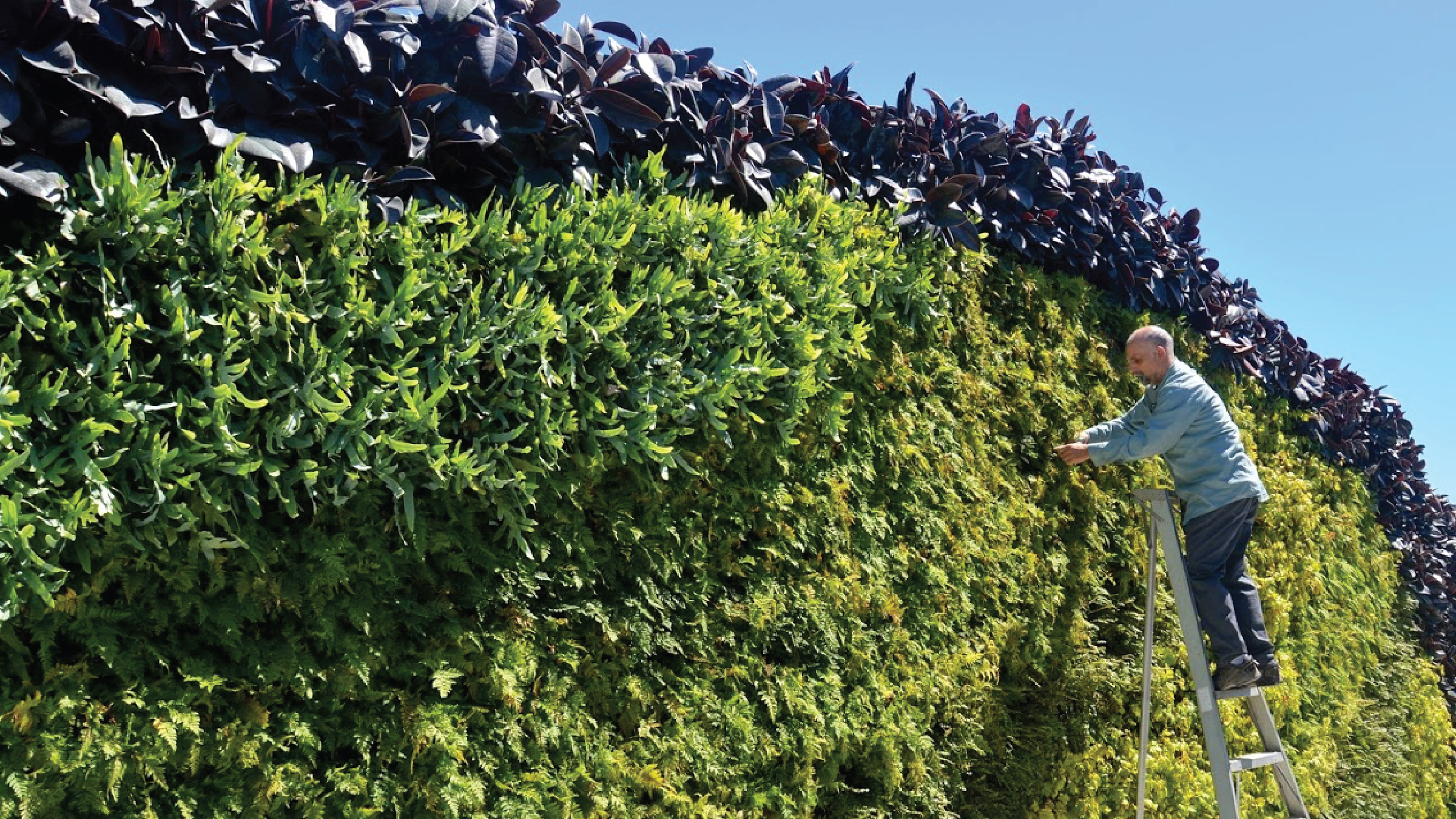 Chris Bribach | Plants On Walls | Adrienne Eberhardt Creative