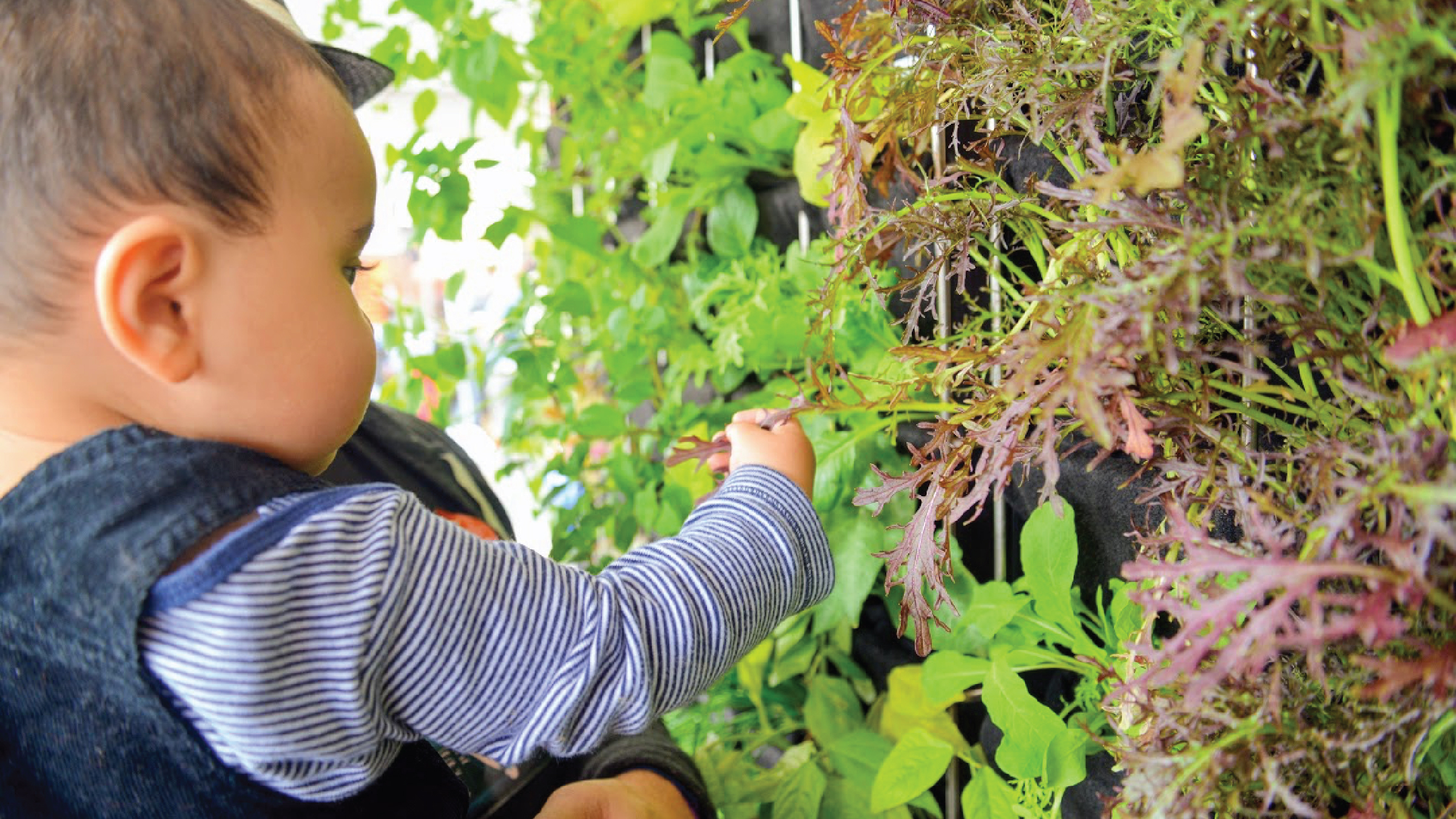 Chris Bribach | Plants On Walls | Makers Faire Vertical Farm