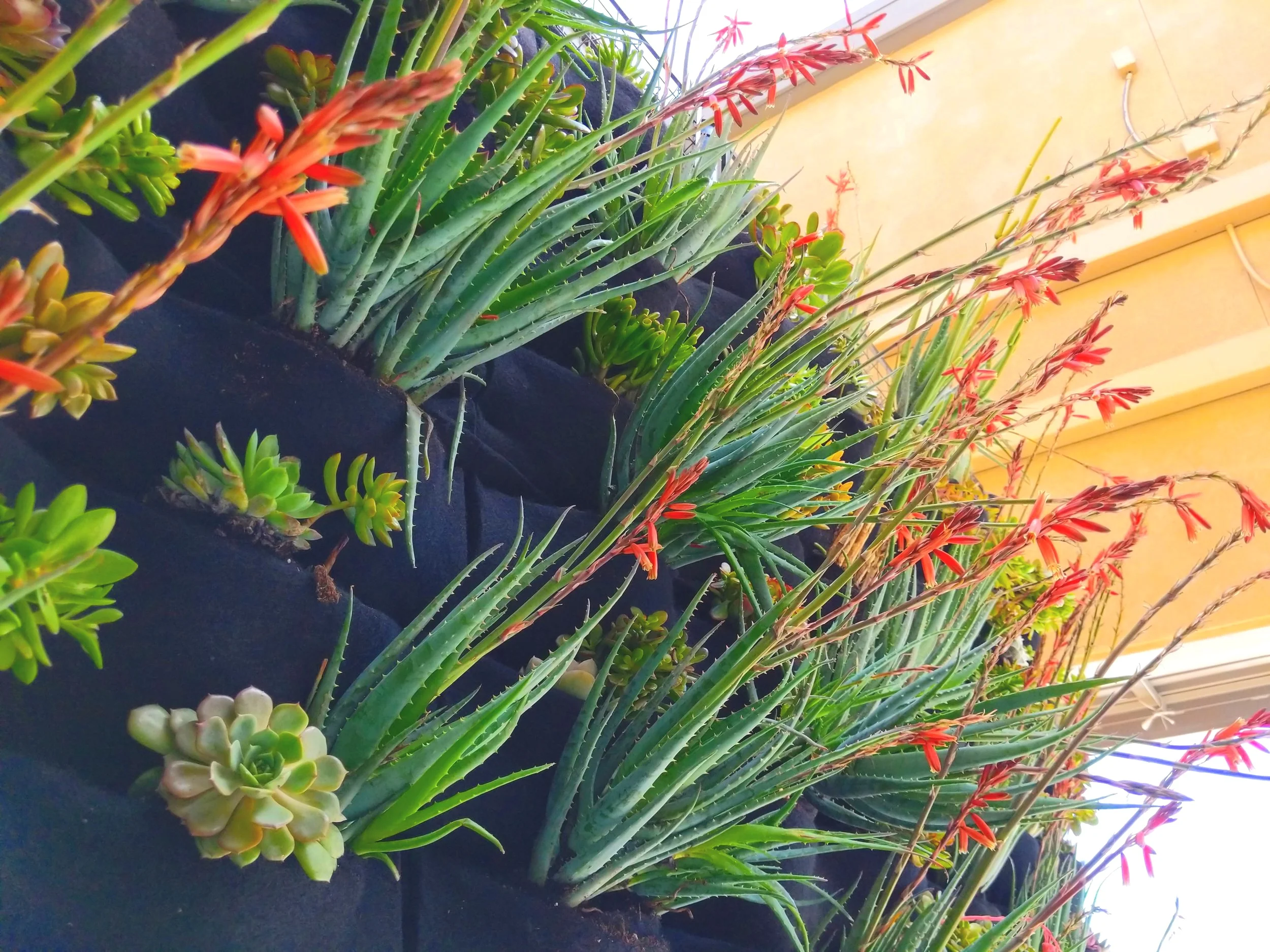 Succulents are instantly beautiful in Florafelt Pockets and can simply be watered with a hose.