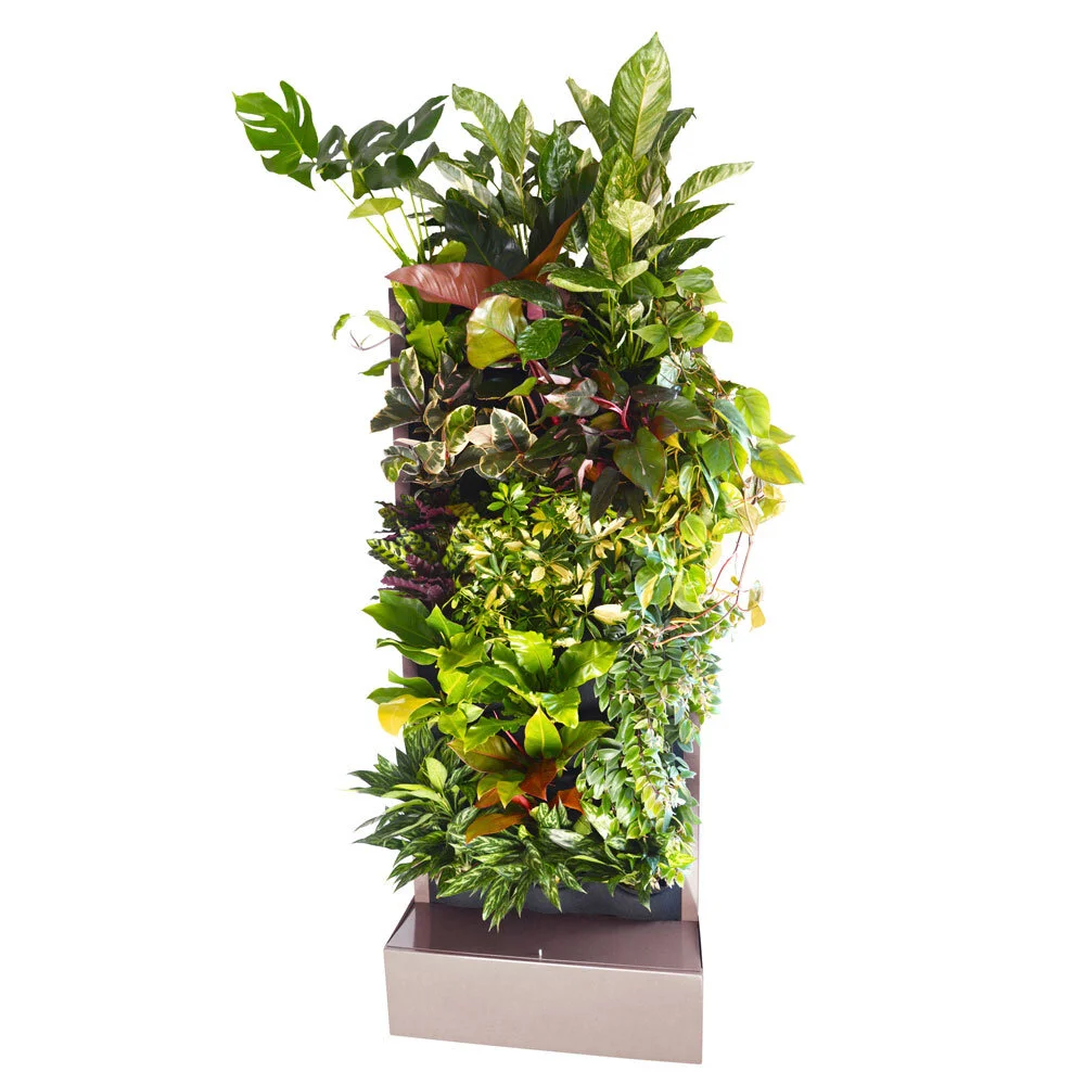 Indoor Living Wall Kits