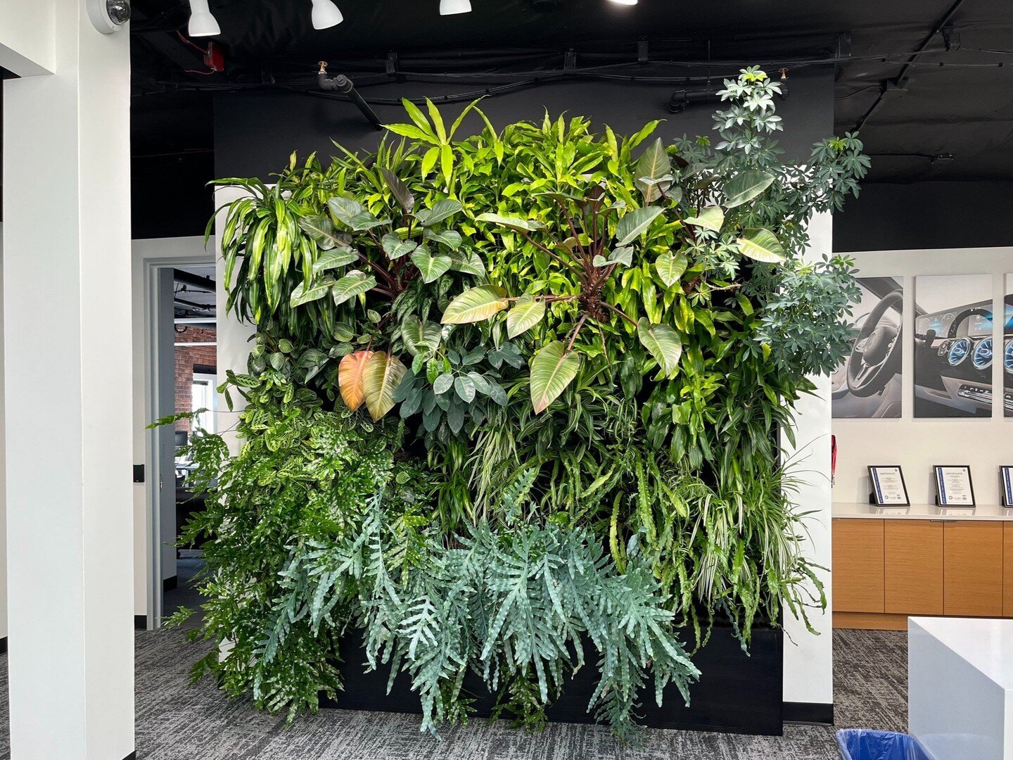 Rebecca Sheedy from Floraform Design in Seattle is the genius behind a 4-year-old commercial living wall that weathered the storm of the 2020 office shutdown! Using the Florafelt Pocket Panel System connected to a recirculating water tank, it's the p