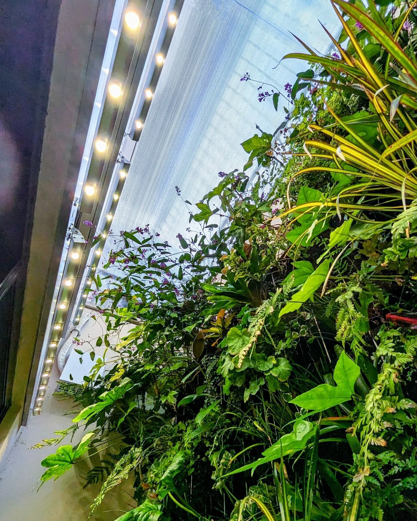 A greenhouse cover is added to this Florafelt living wall located in a lightwell to temper the environment for tropical plants. #florafelt #livingwalls #verticalgardens by @chris.bribach @plantsonwalls