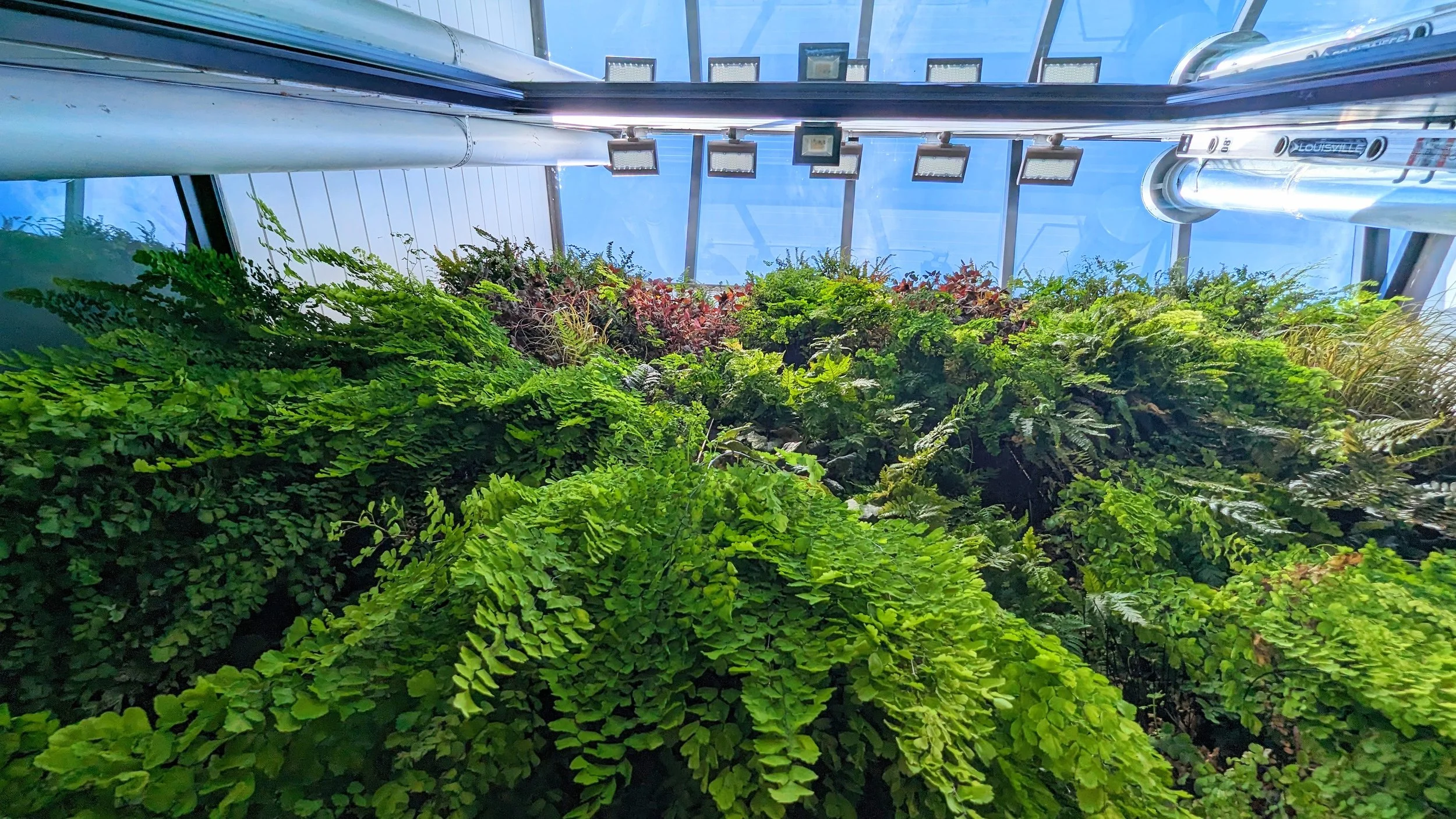 San Francisco Window Well Garden
