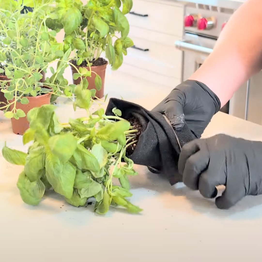 Florafelt Root Wraps How To Use 5.png