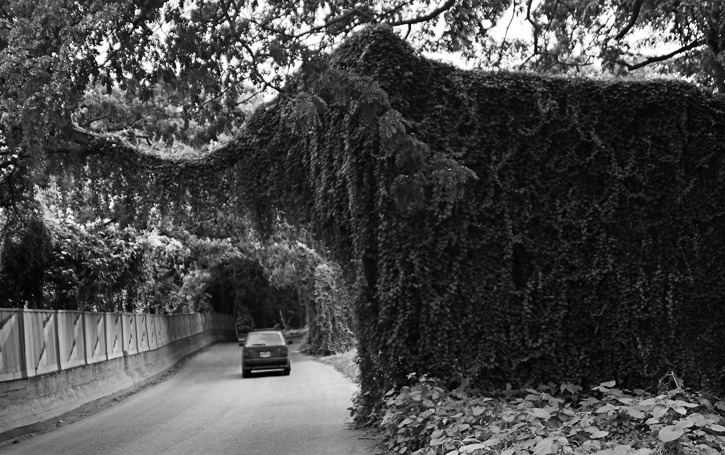 through the elephant trunk