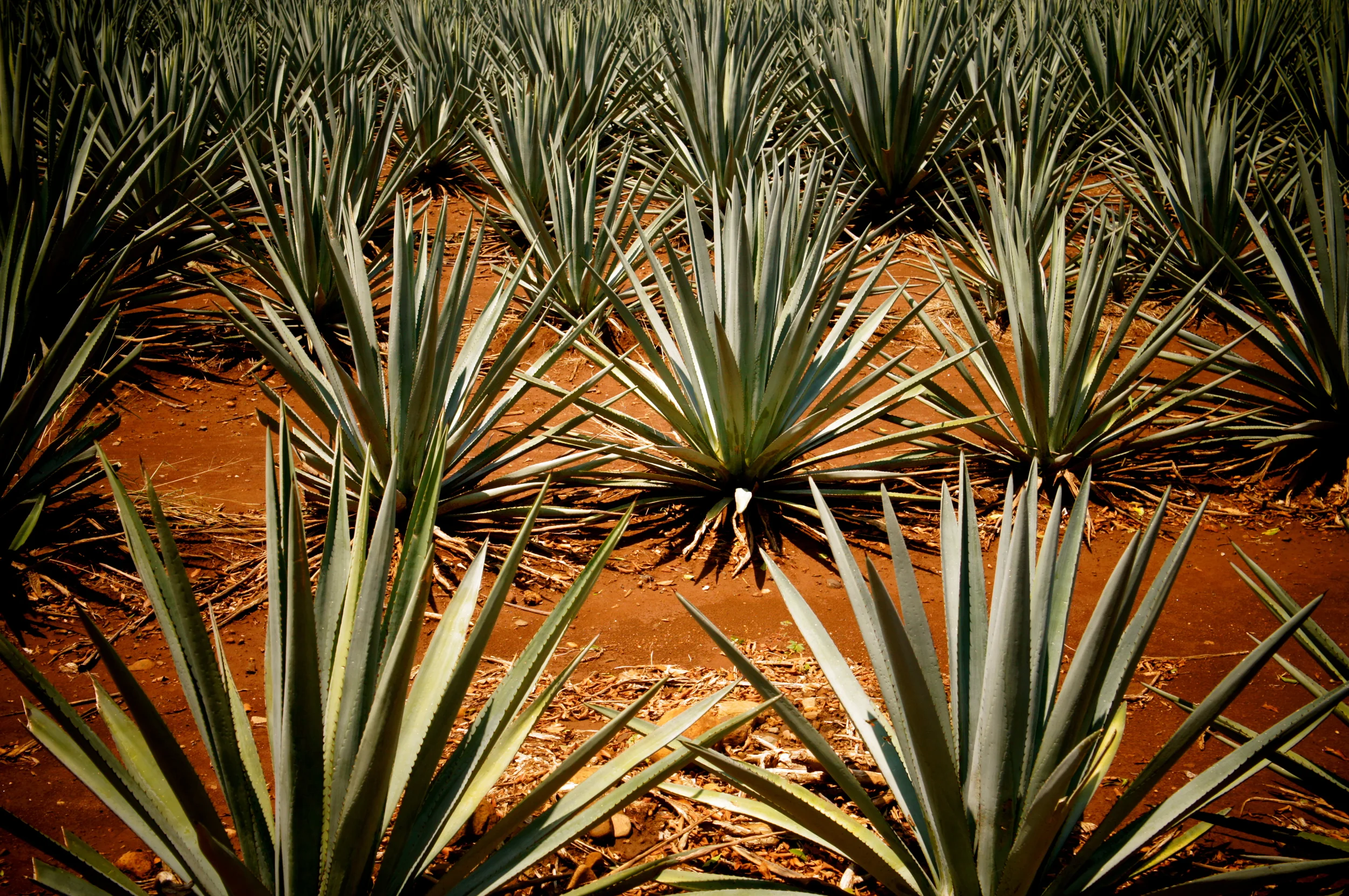 Tequila, Jalisco - Photo courtesy of La Cava del Tequila