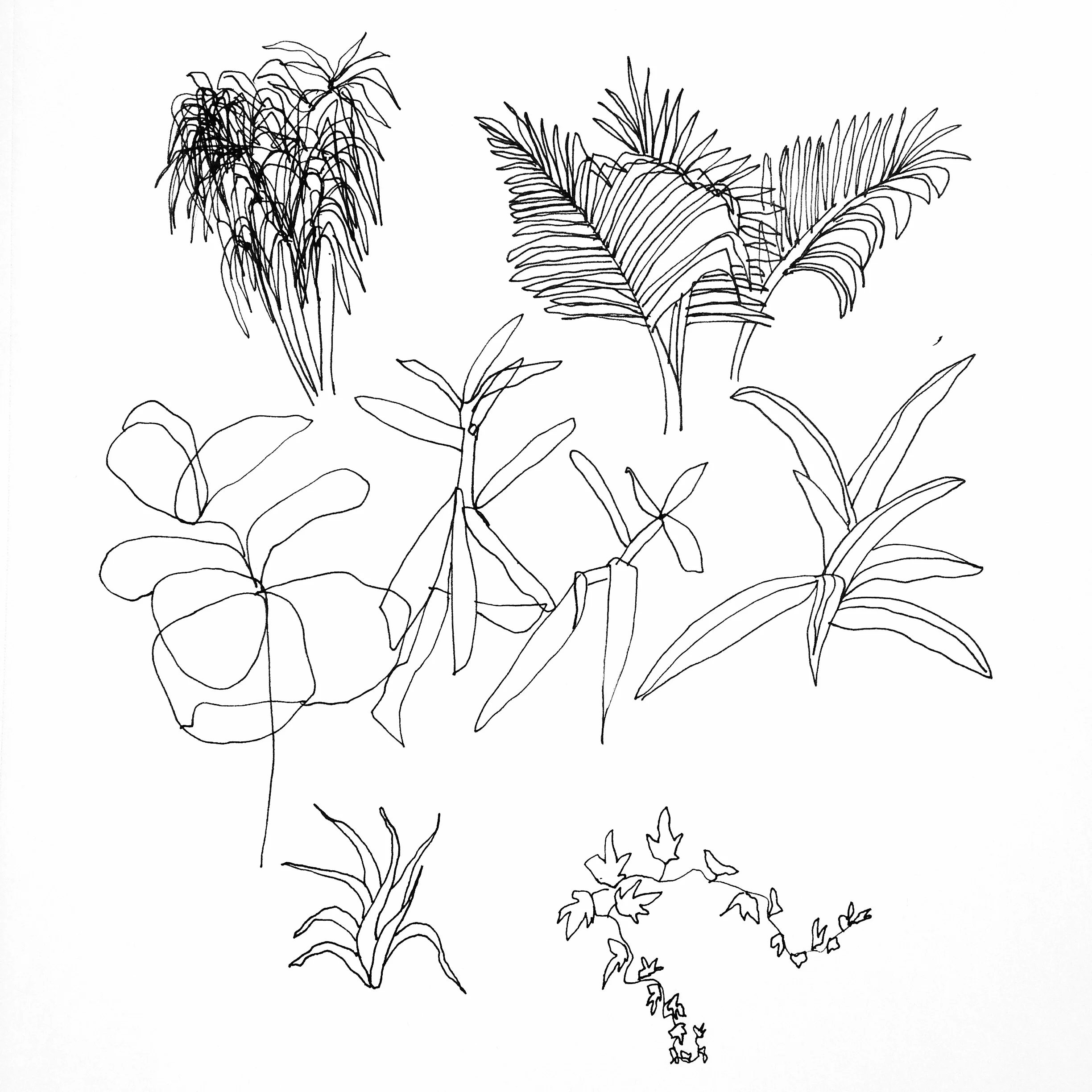 Botanicals