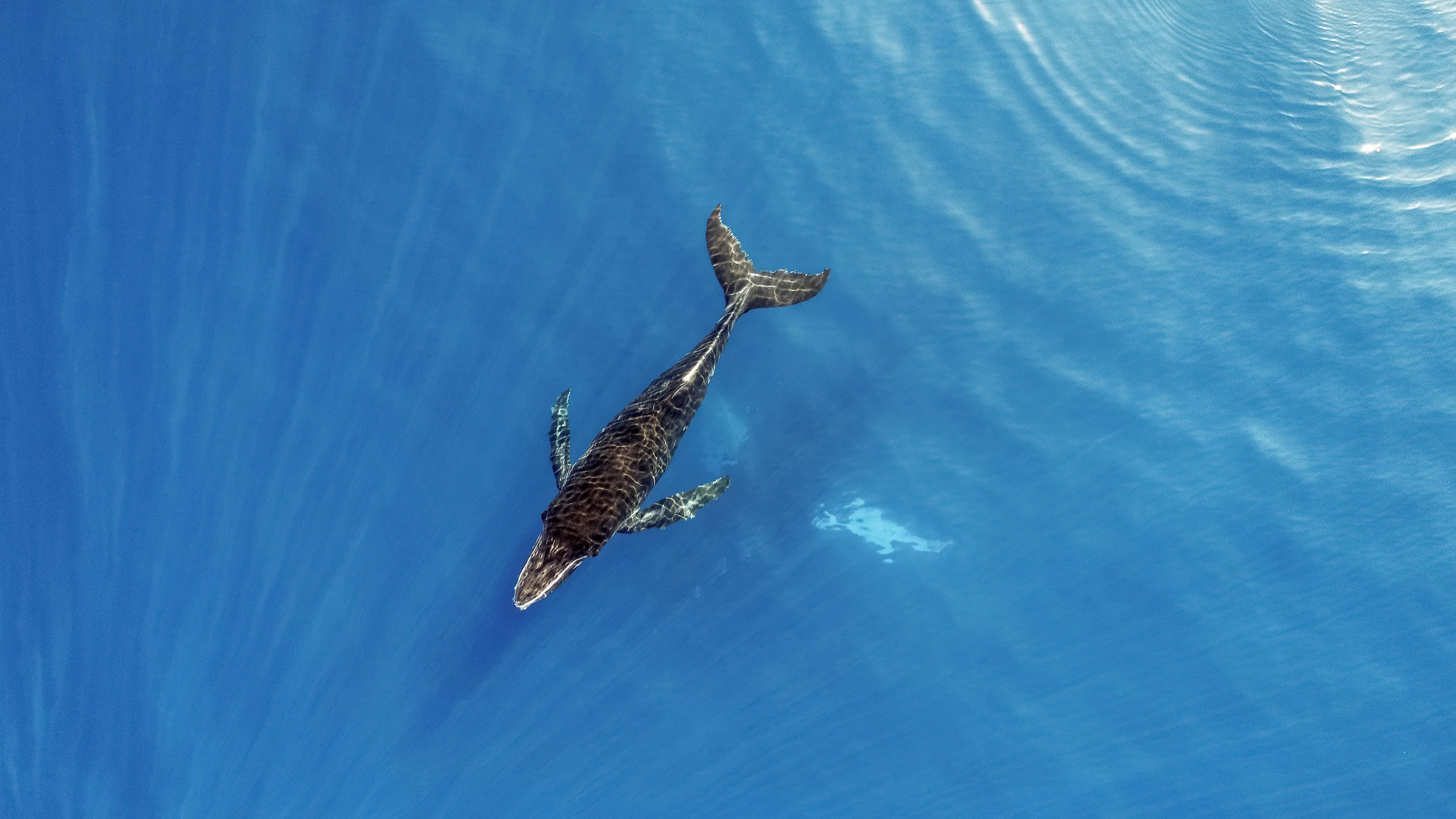DJI_0048.jpg