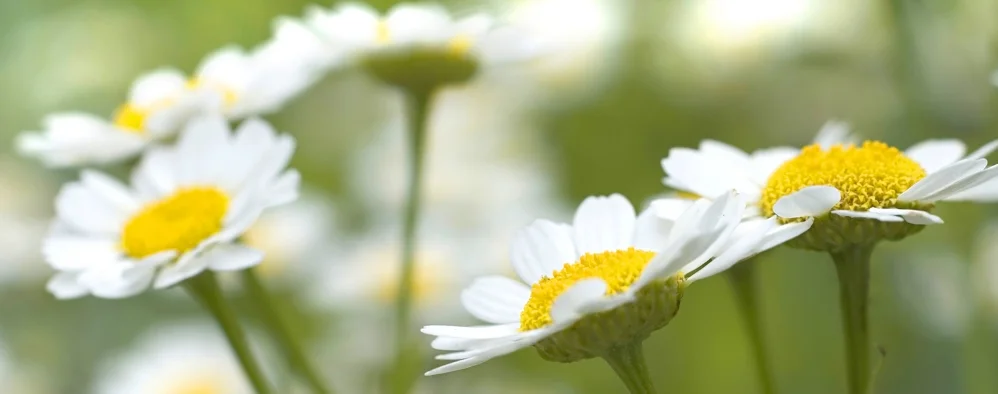 Chamomile.jpg