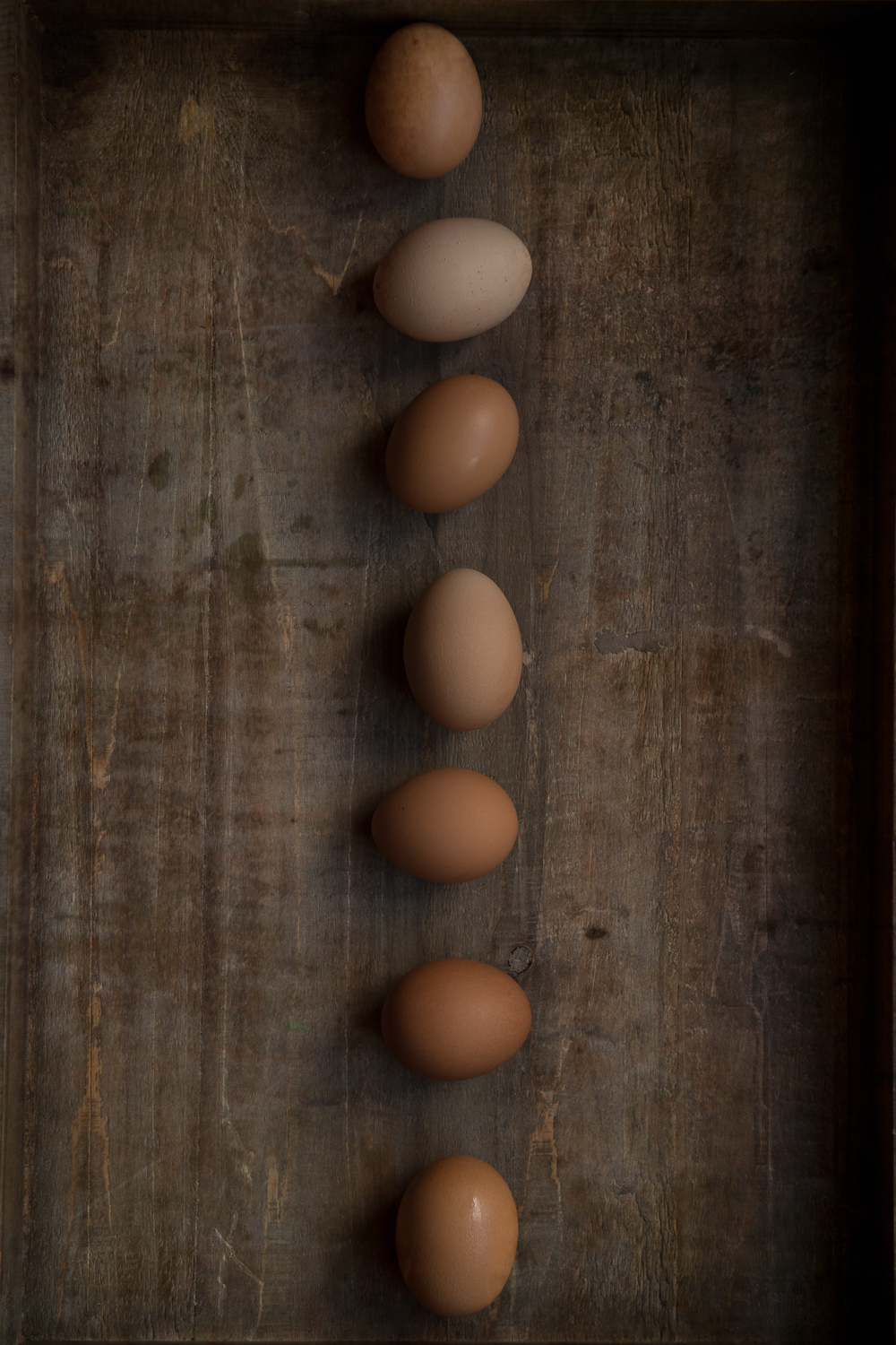 {Nikon D5, ISO 500, 24-70mm @ 60mm, f/5, 1/160 sec., natural light}