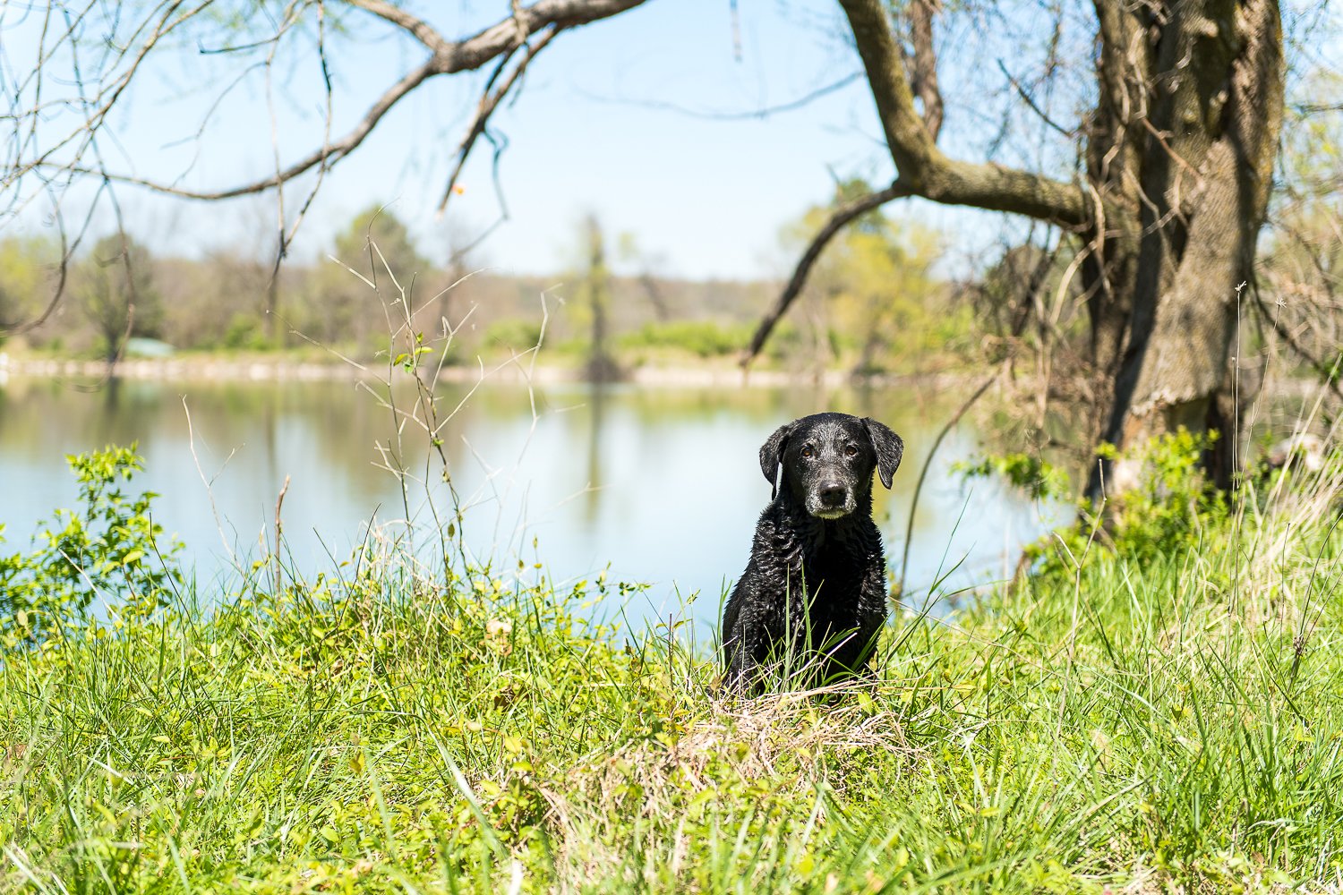 A sad lab is when she has to leave the water to go back home.