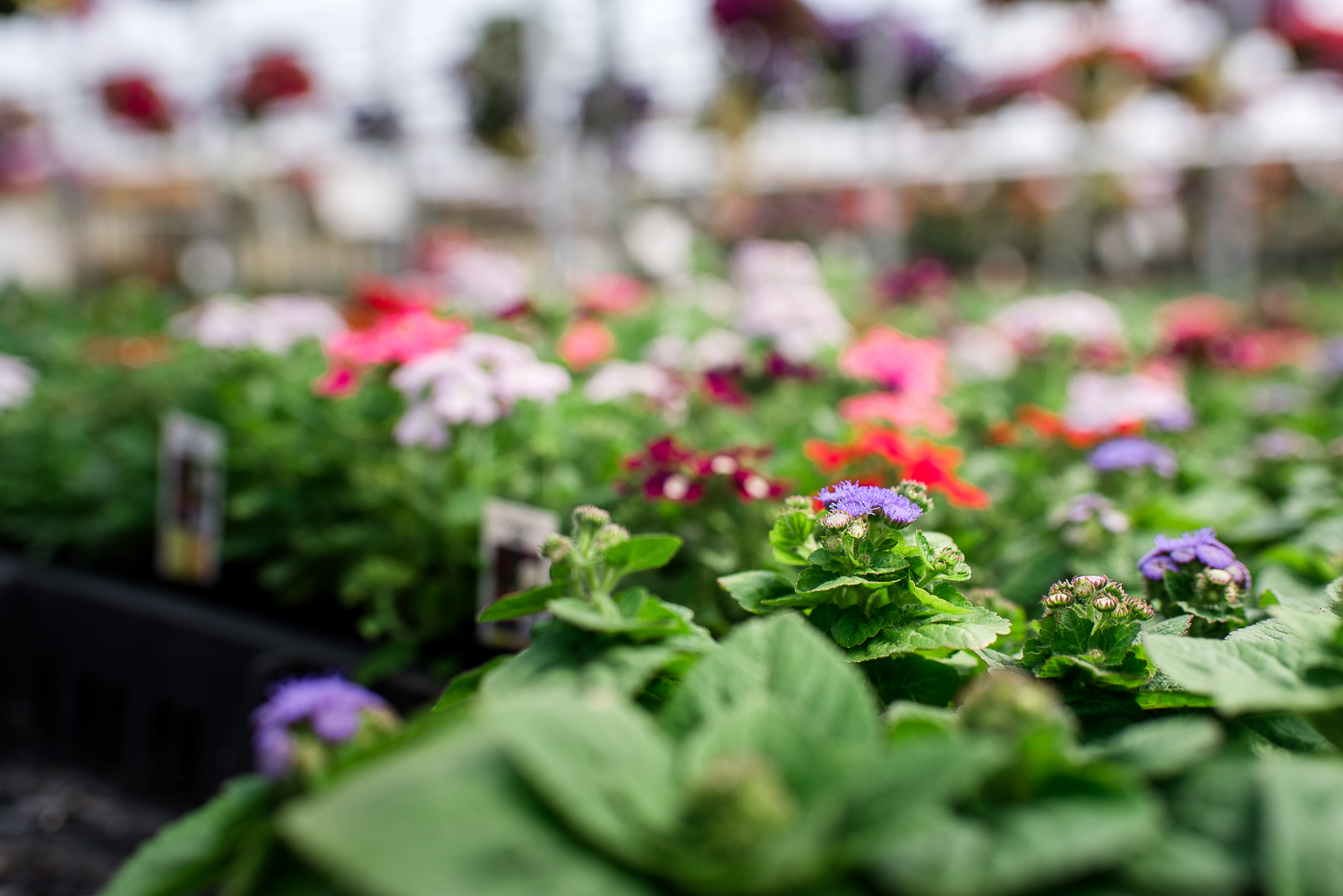 {Nikon D750, ISO 200, 35mm @ f/3.2, 1/2000 sec. Taken at Westwood Garden Center}