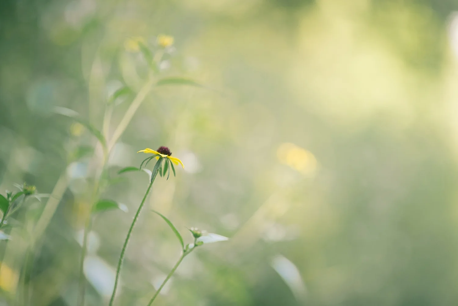 20170713-Black Eye Susan.jpg