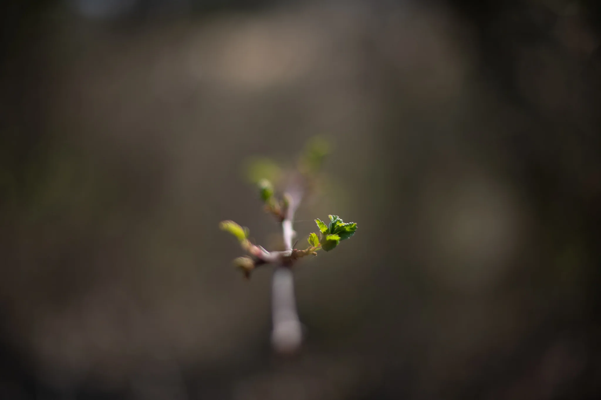 20190318-KMA_4751.jpg