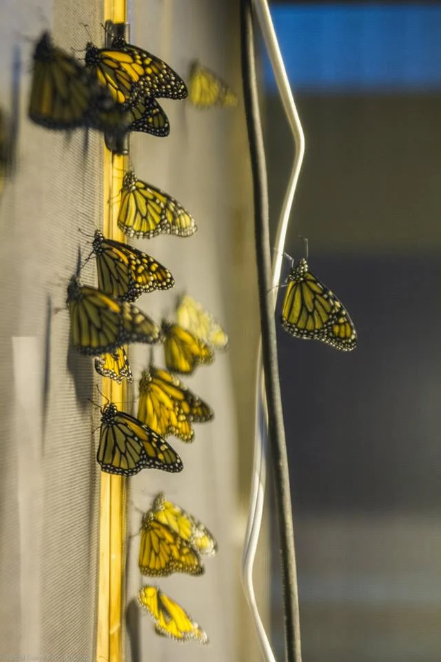 Voilière de papillons