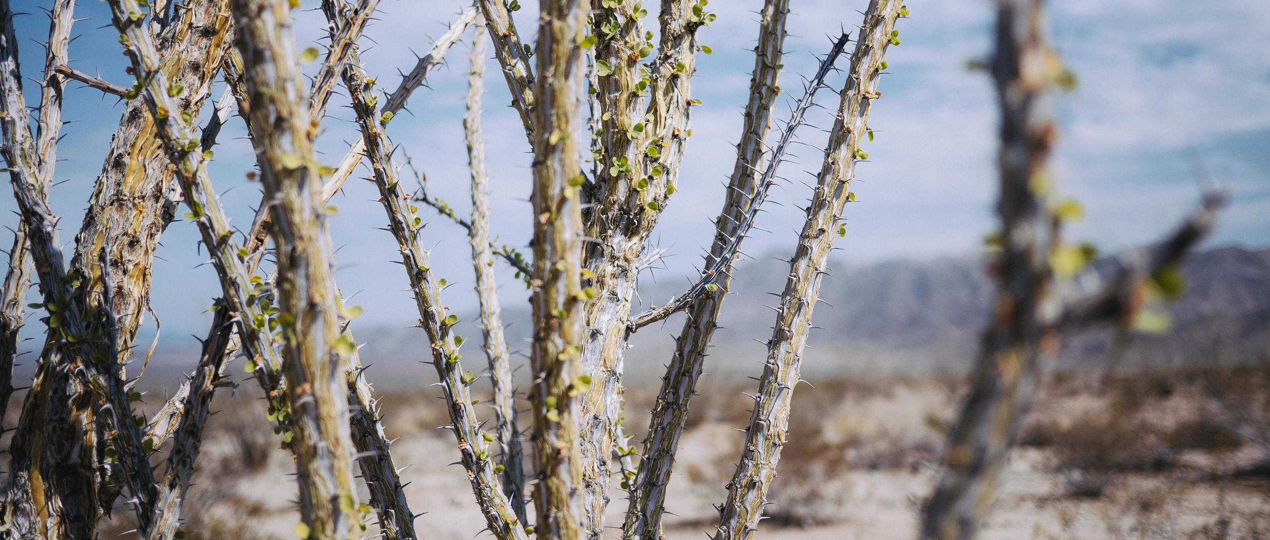 An Ocotillo in the Ocotillo Patch