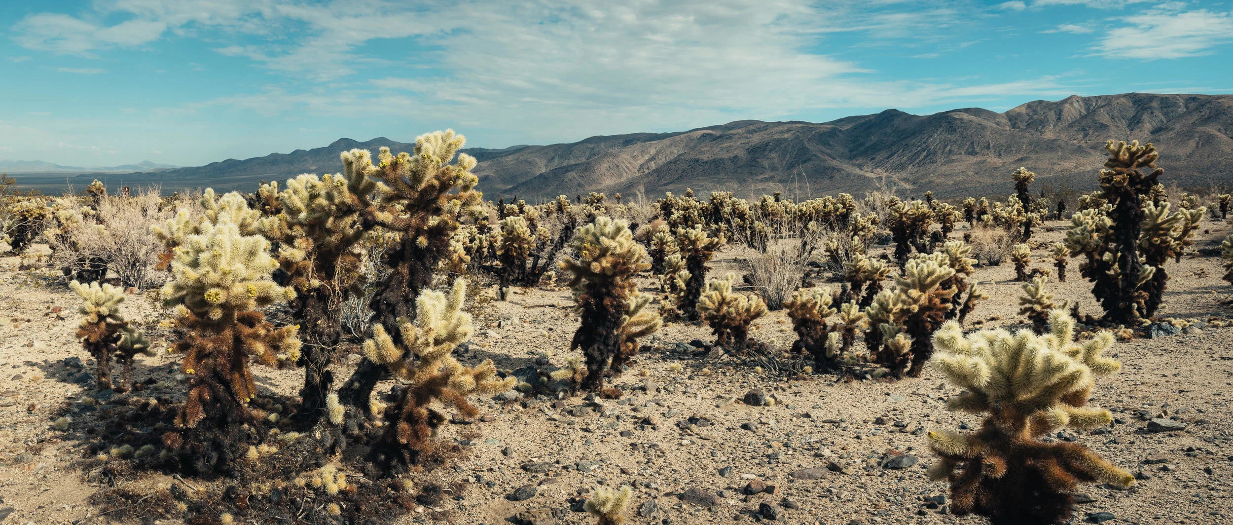 Cholla Cactus Garden with the Hexie Mountaints in the background