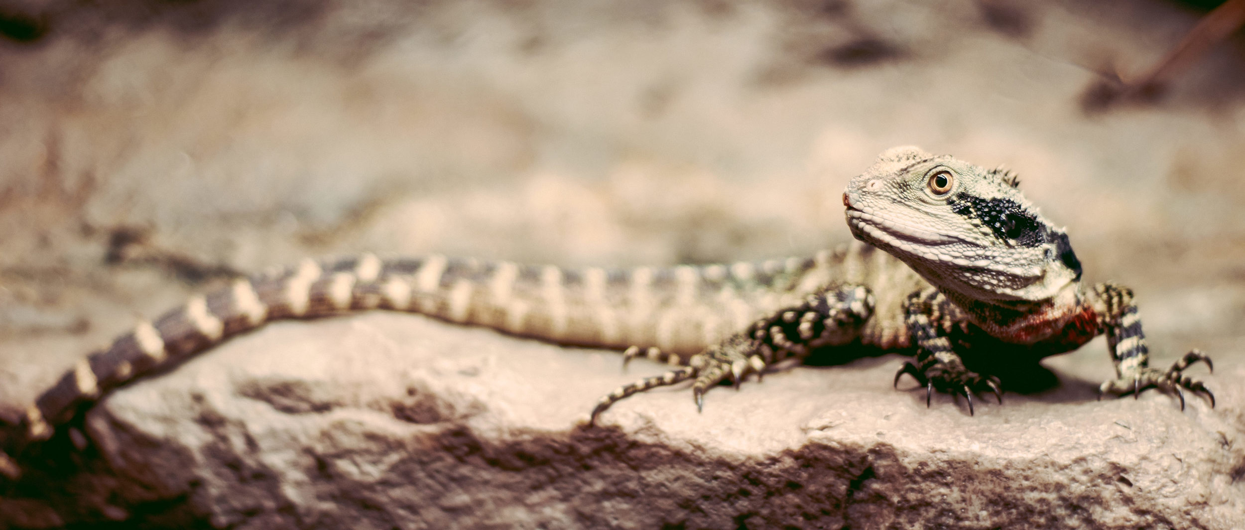 2009-08-20-Snakes and Lizards 3-235x1.jpg