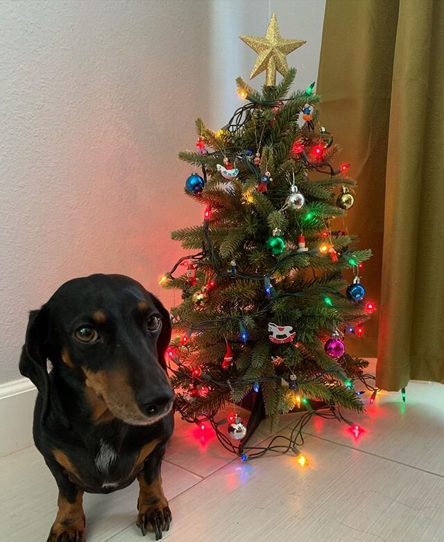 I finally had time to set up the holiday tree (Pepperoni&rsquo;s body for scale). #winterholiday #minidoxie #winterinarizona #christmastree #ilovemydoxie #tempe