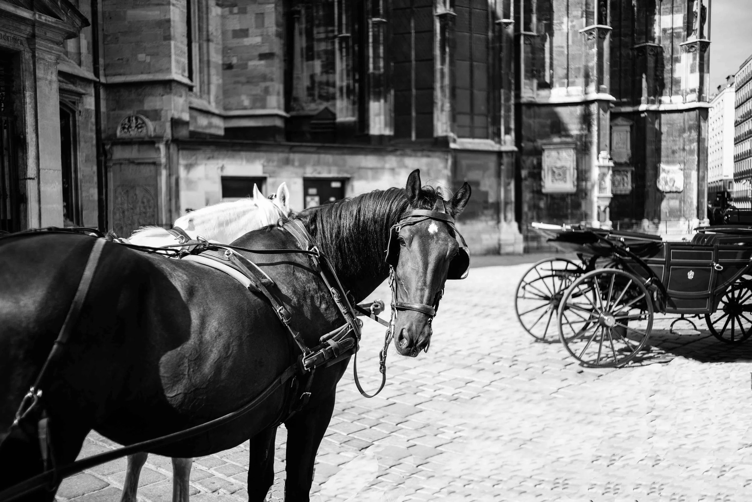 Vienna random-1-3.jpeg