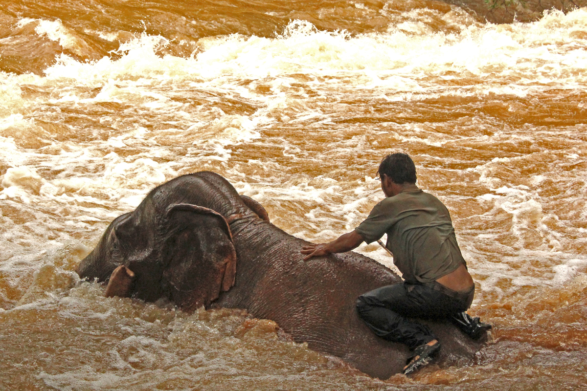 Lavaggio degli elefanti