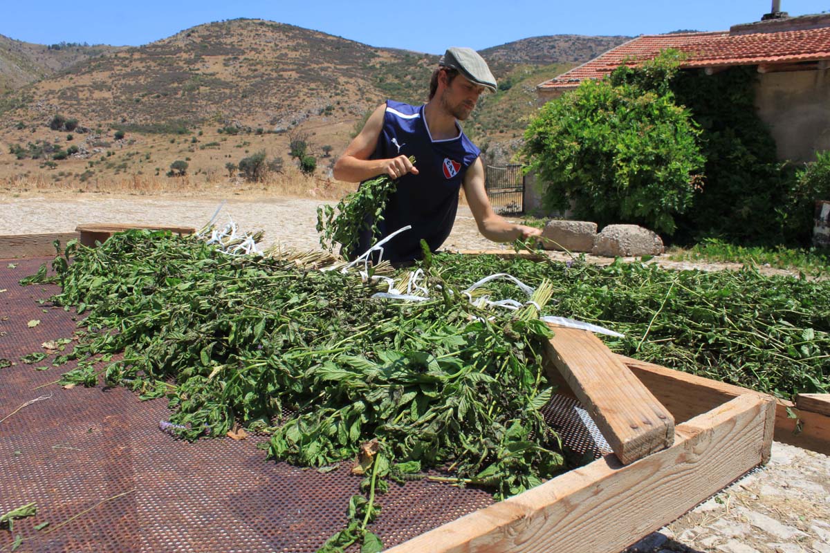 Wwoofing in Sicilia. Da wwoof.it