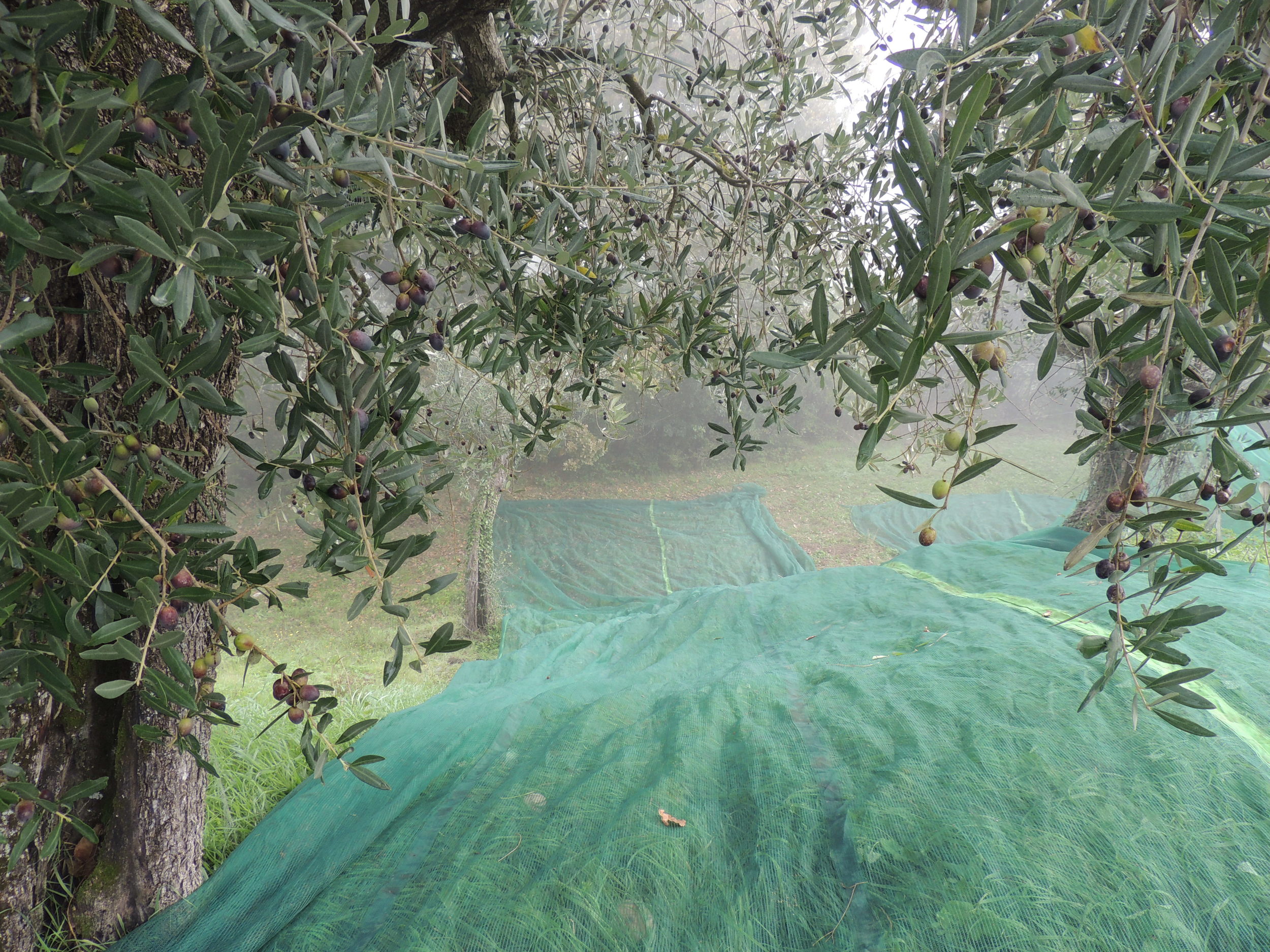 Uliveto. Da www.wwoof.it