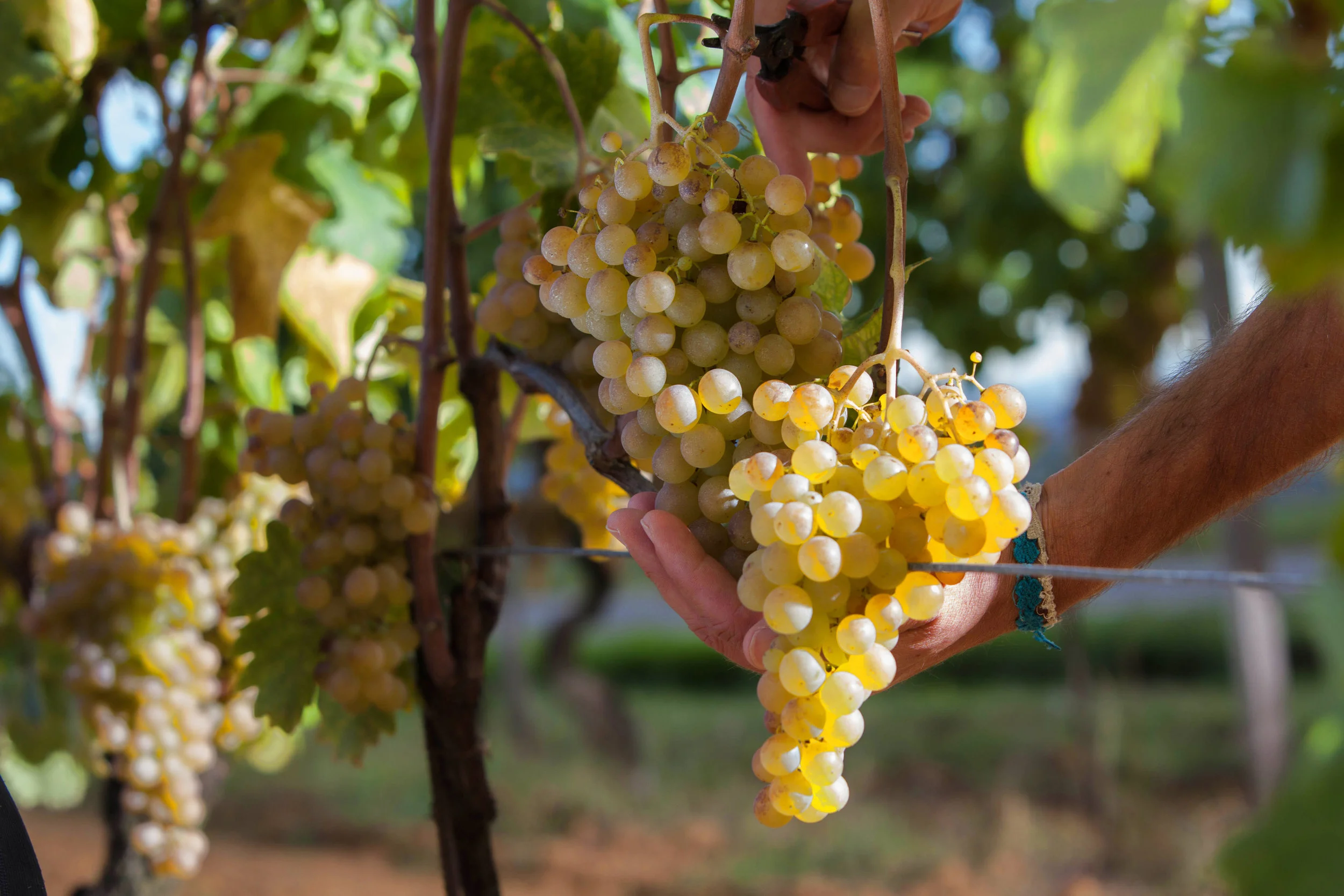 fonte: Consorzio Gavi