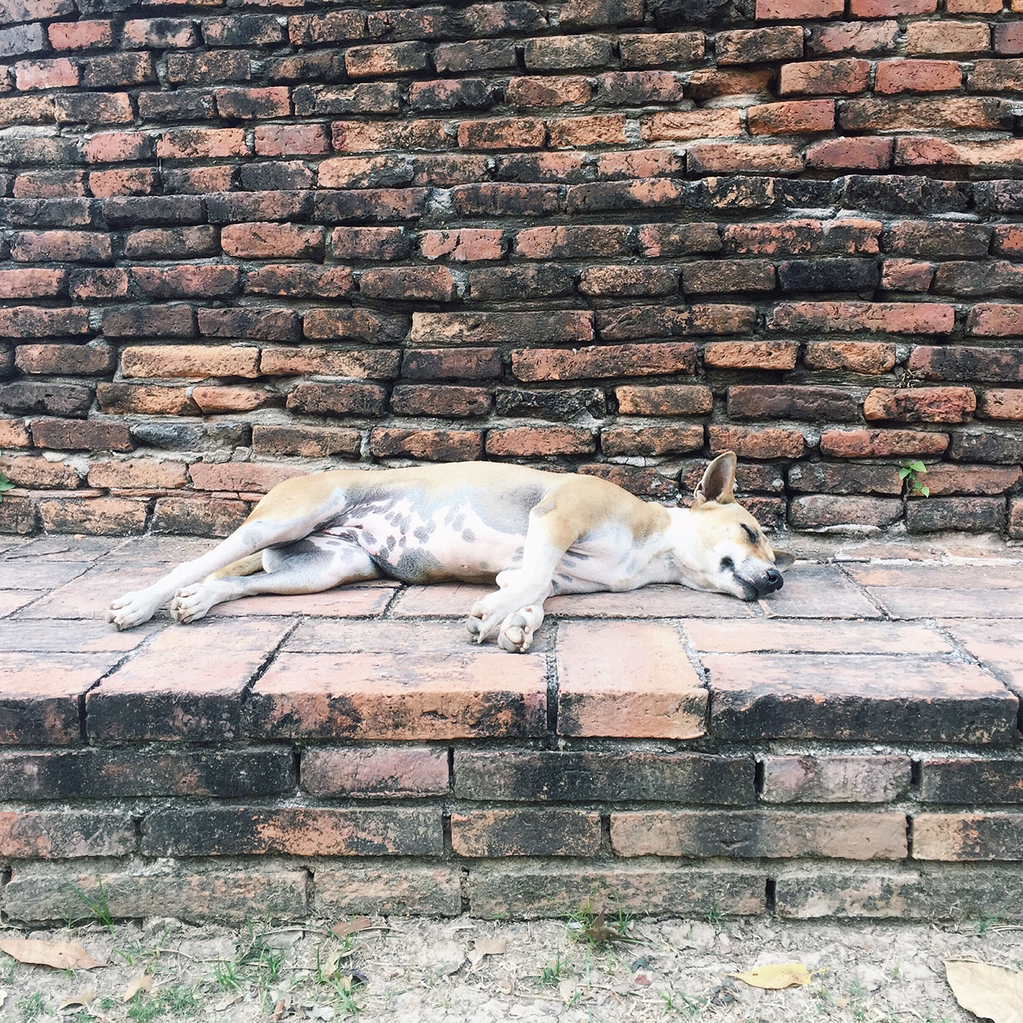  Stray dog taking a nap in Ayutthaya 