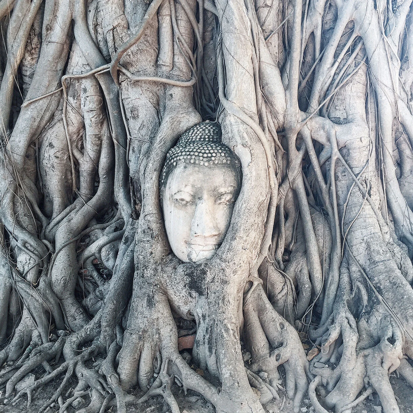 BUDDHA IN A TREE: One of the most famous sites at the Buddhist temple Wat Mahathat is this Buddha head in a Banyan tree!