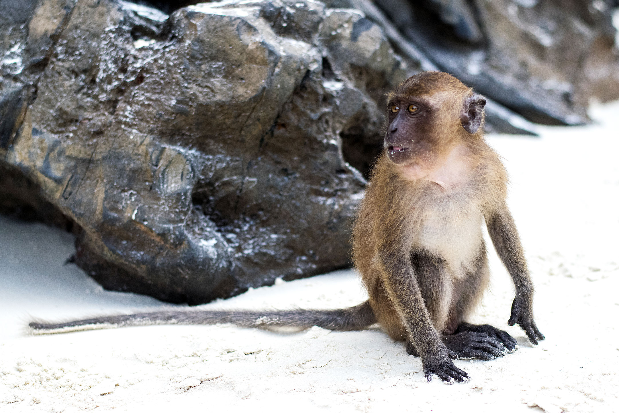 Monkey beach in the Phi Phi Islands