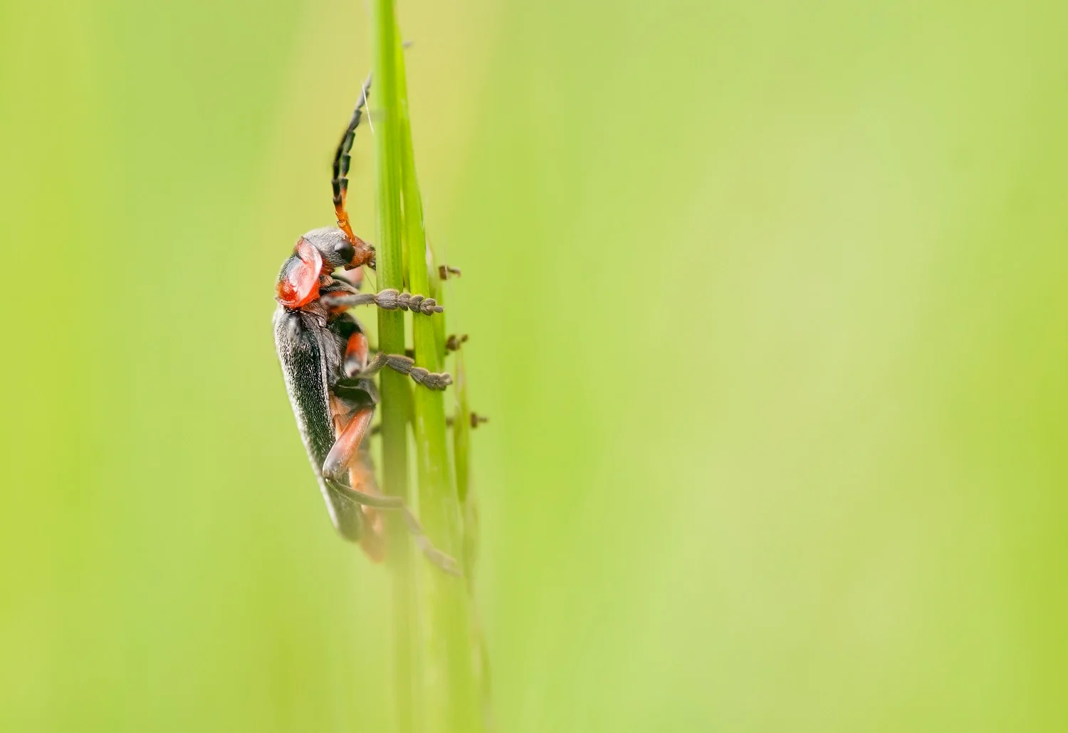 Soldier Beetle