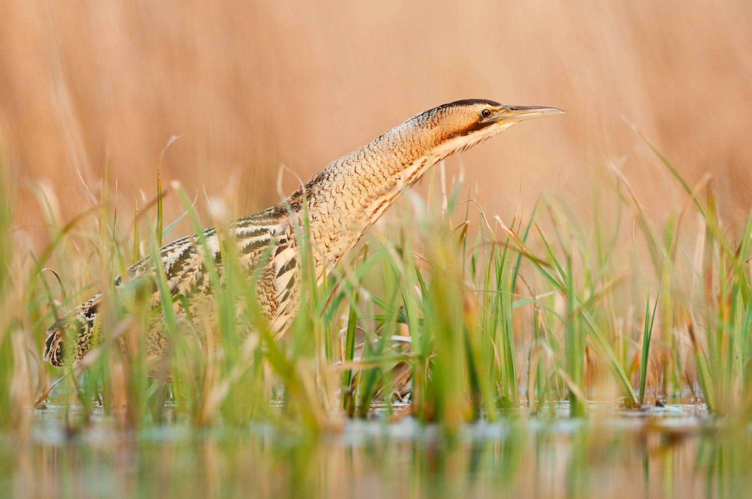 Bittern