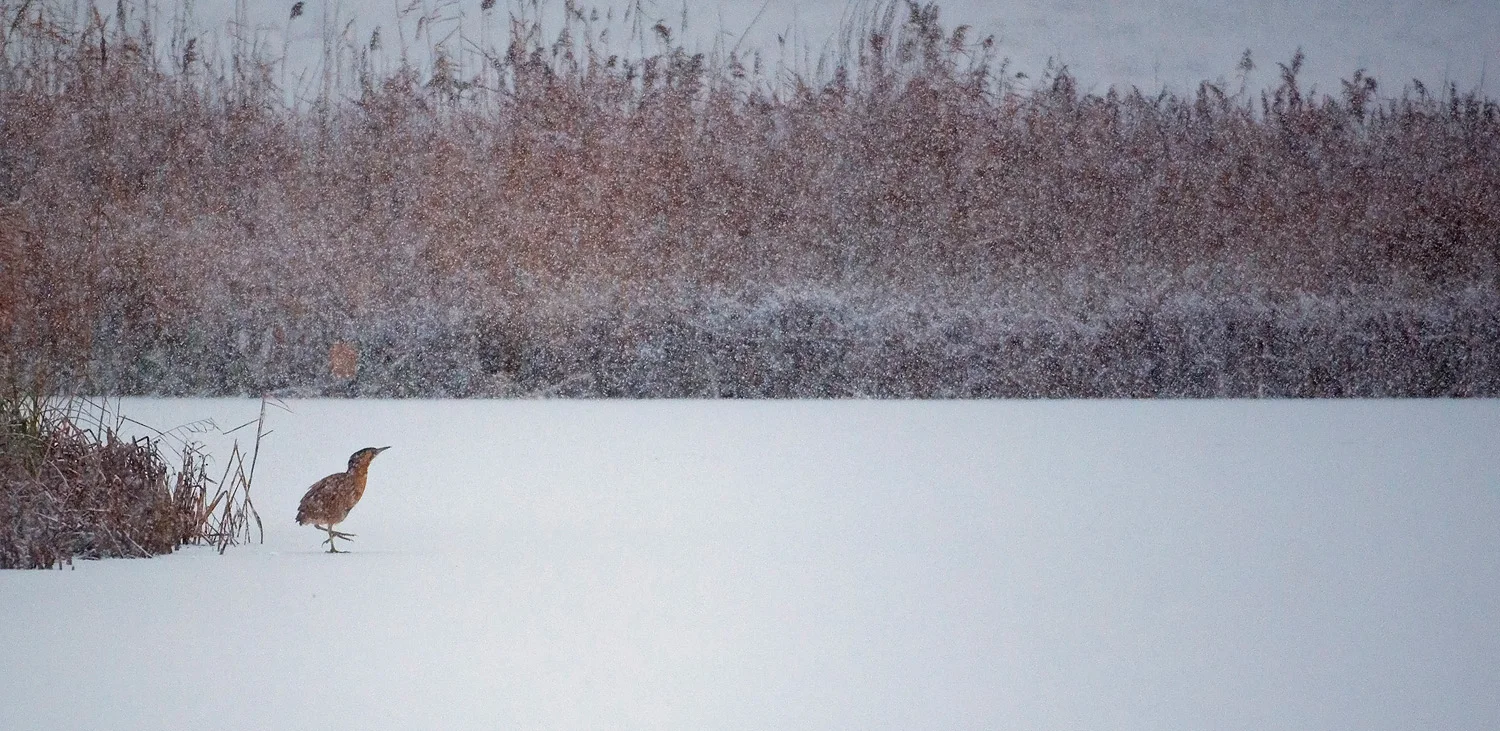 Bittern in Winter