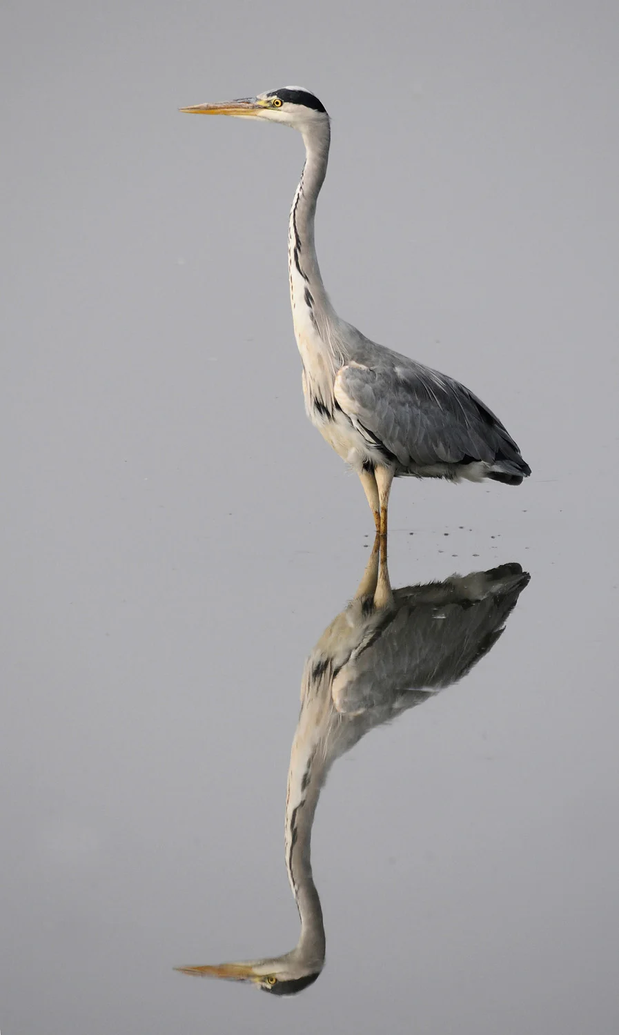 Grey Heron