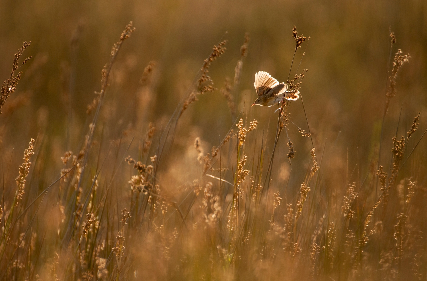 Zitting Cisticola