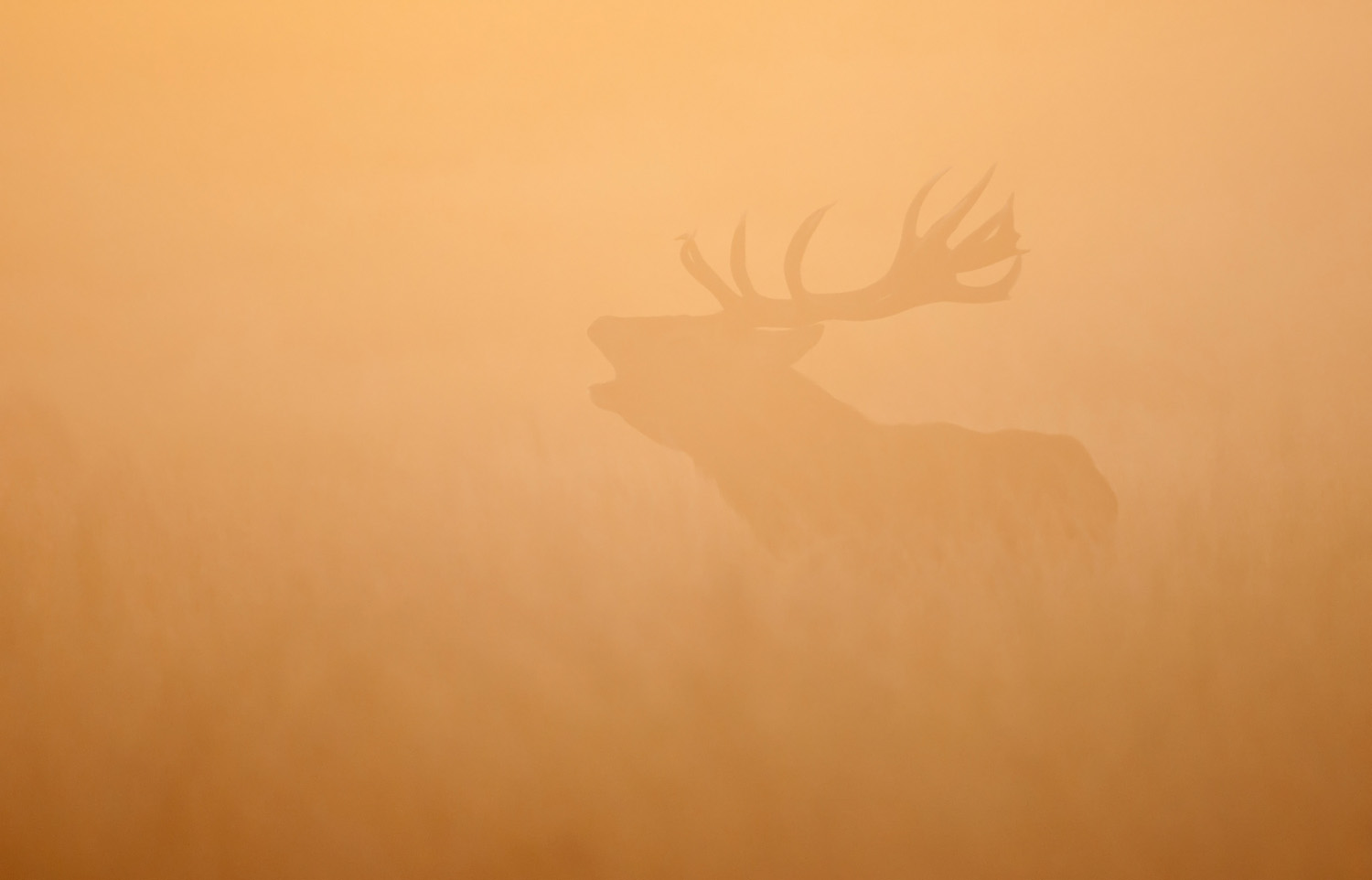 Red Deer at dawn